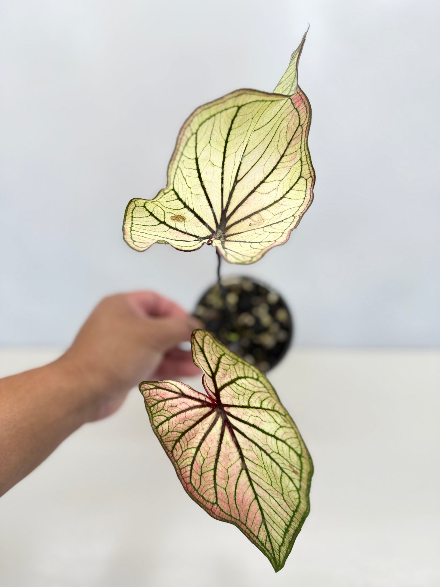 Caladium 'Good Luck' D21