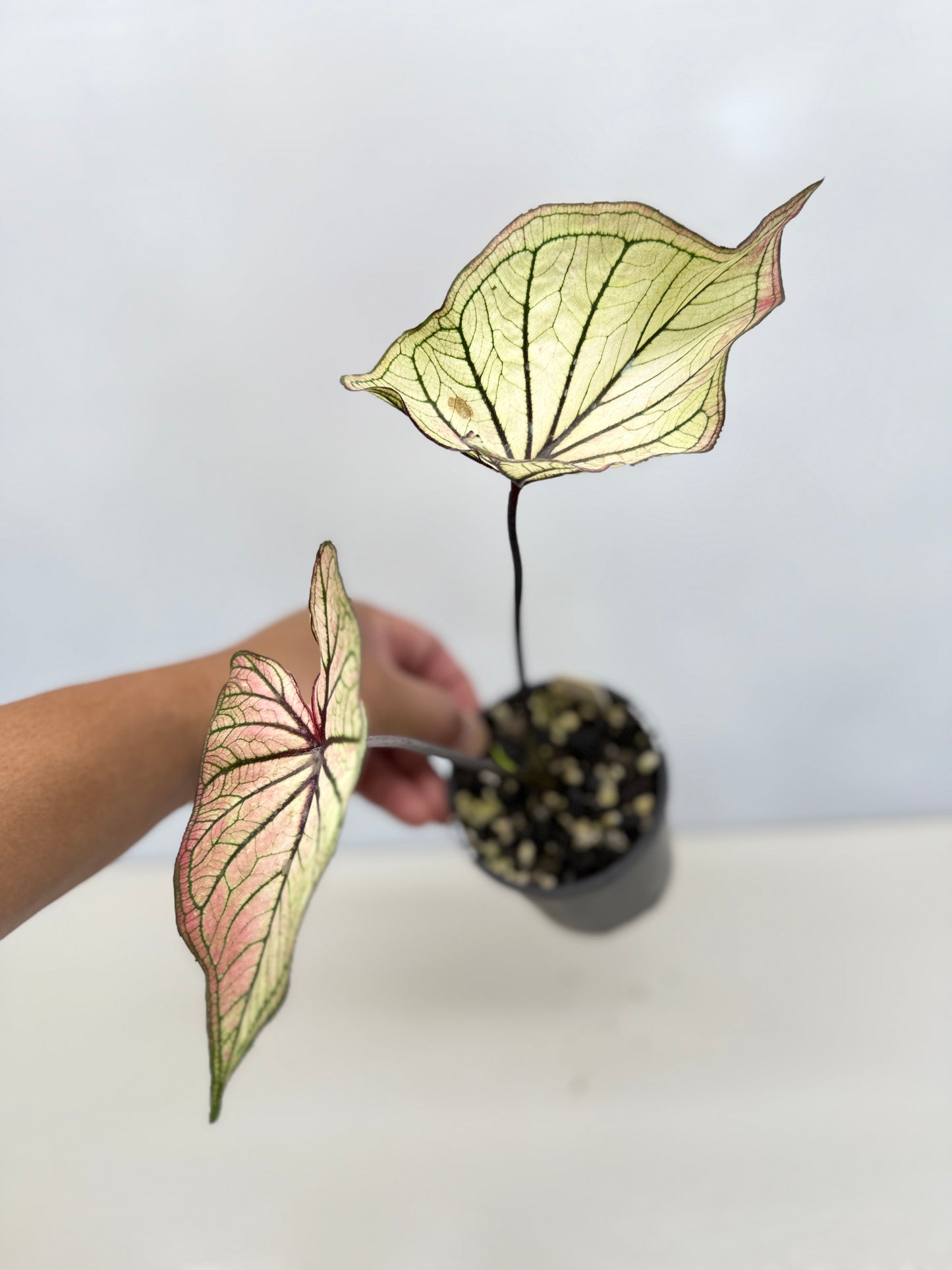Caladium 'Good Luck' D21