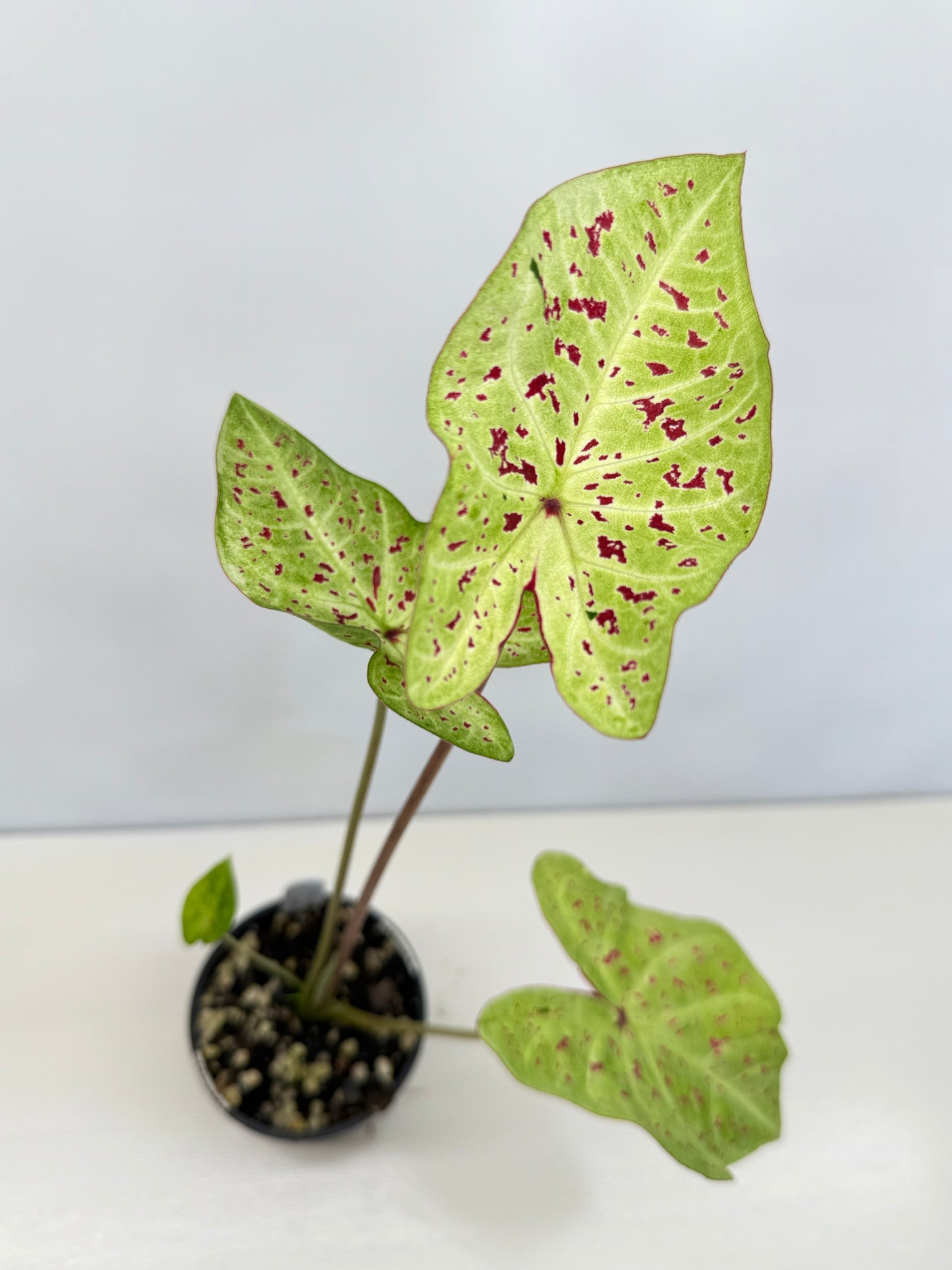 Caladium 'Miss Muffet' D23