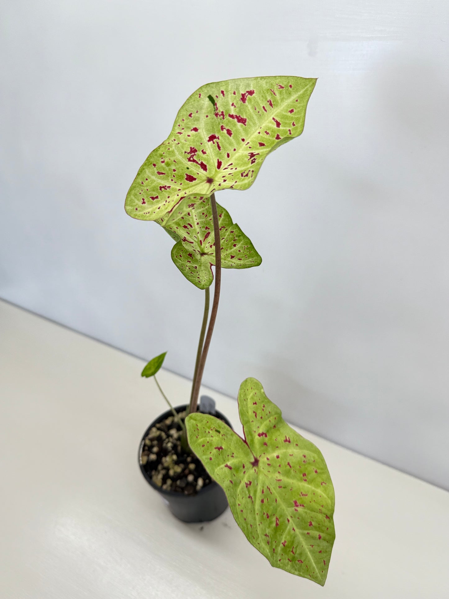 Caladium 'Miss Muffet' D23