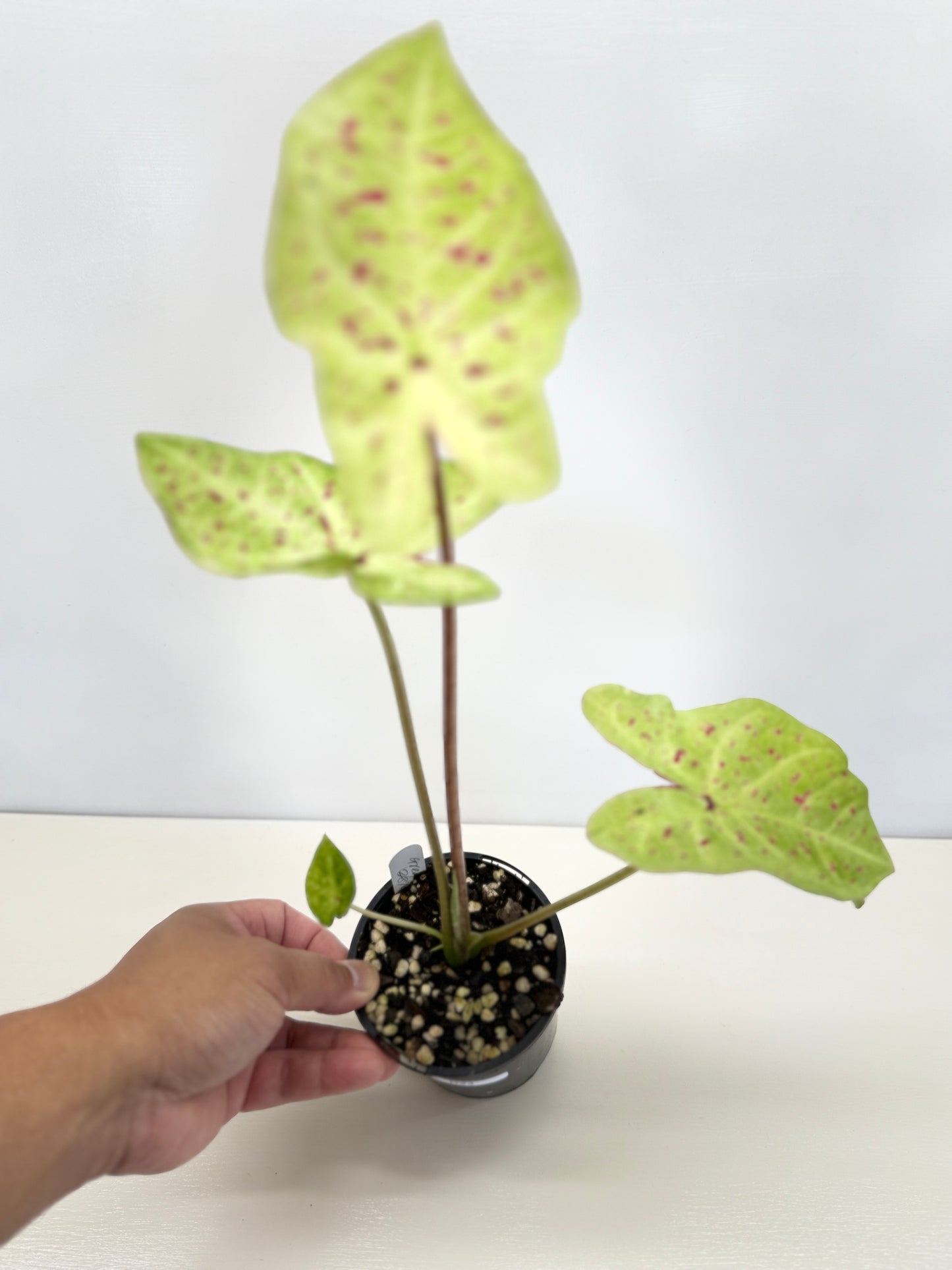 Caladium 'Miss Muffet' D23