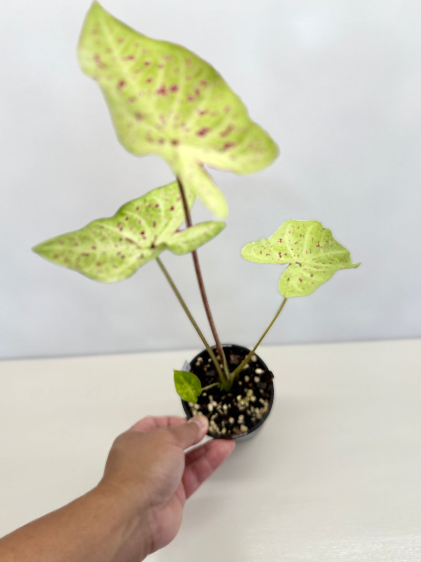 Caladium 'Miss Muffet' D23