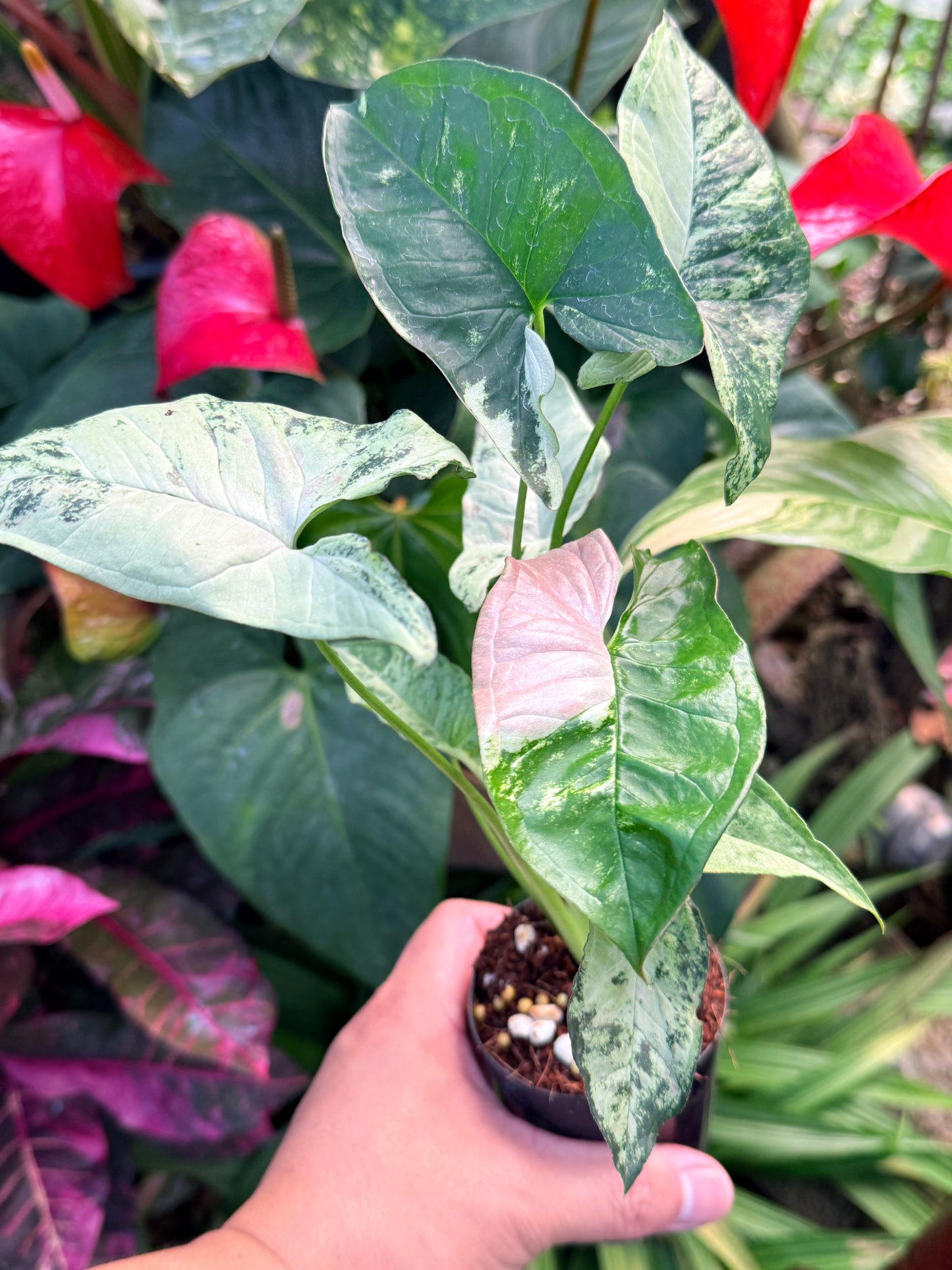 Syngonium 'Confetti Tricolor' N29