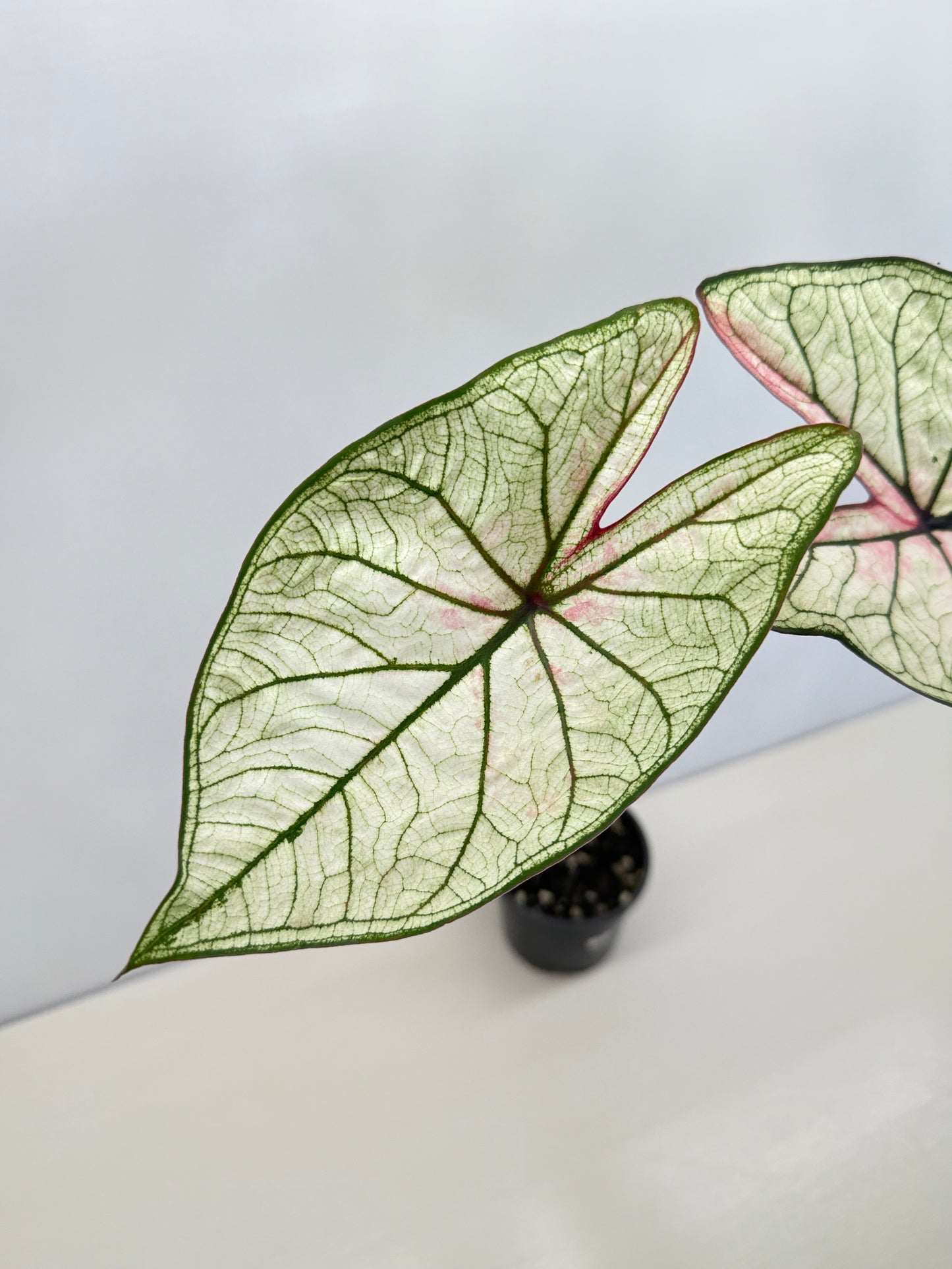 Caladium 'Good Luck' F28