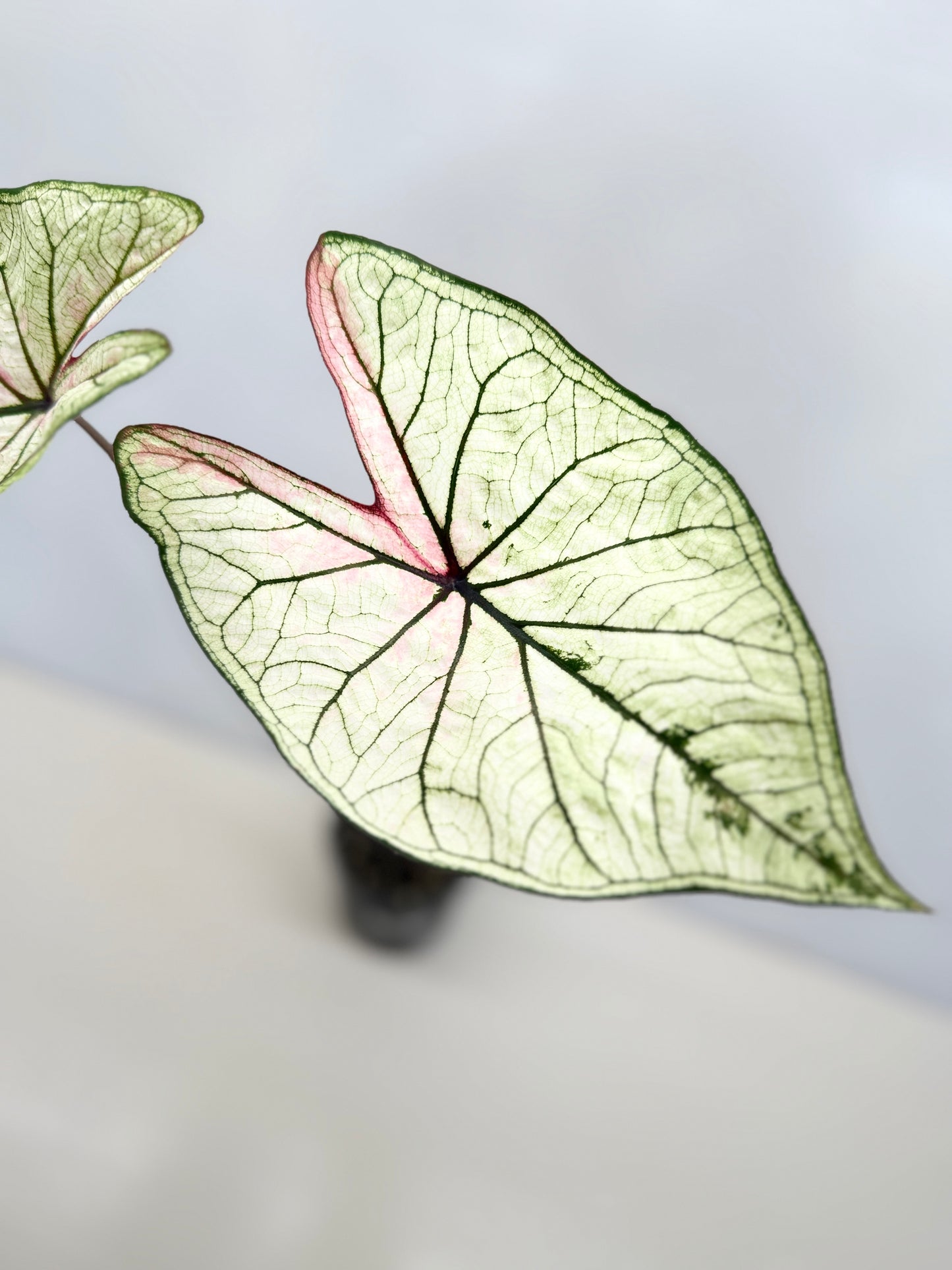 Caladium 'Good Luck' F28