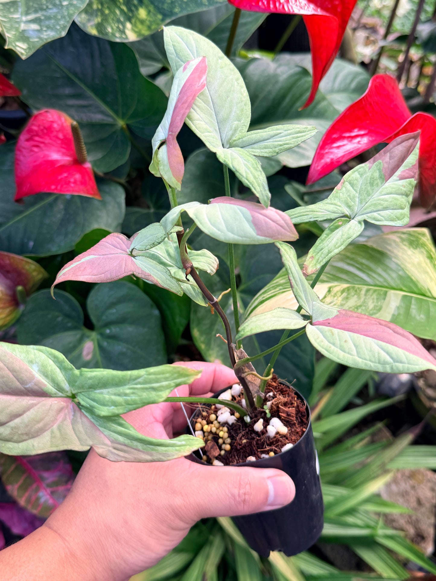 Syngonium 'Strawberry Milk' N28