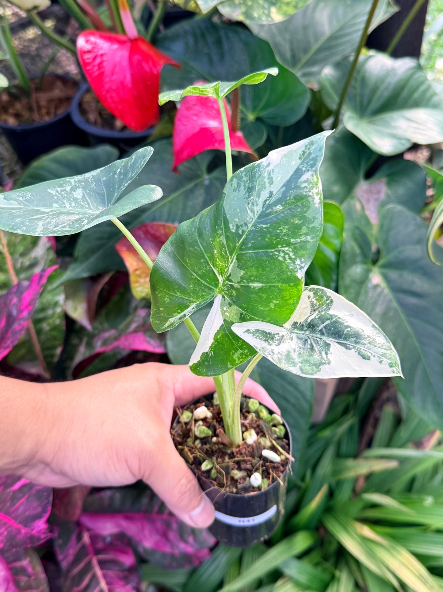 Alocasia macrorrhiza variegata 'Variegated Elephant Ears' N41