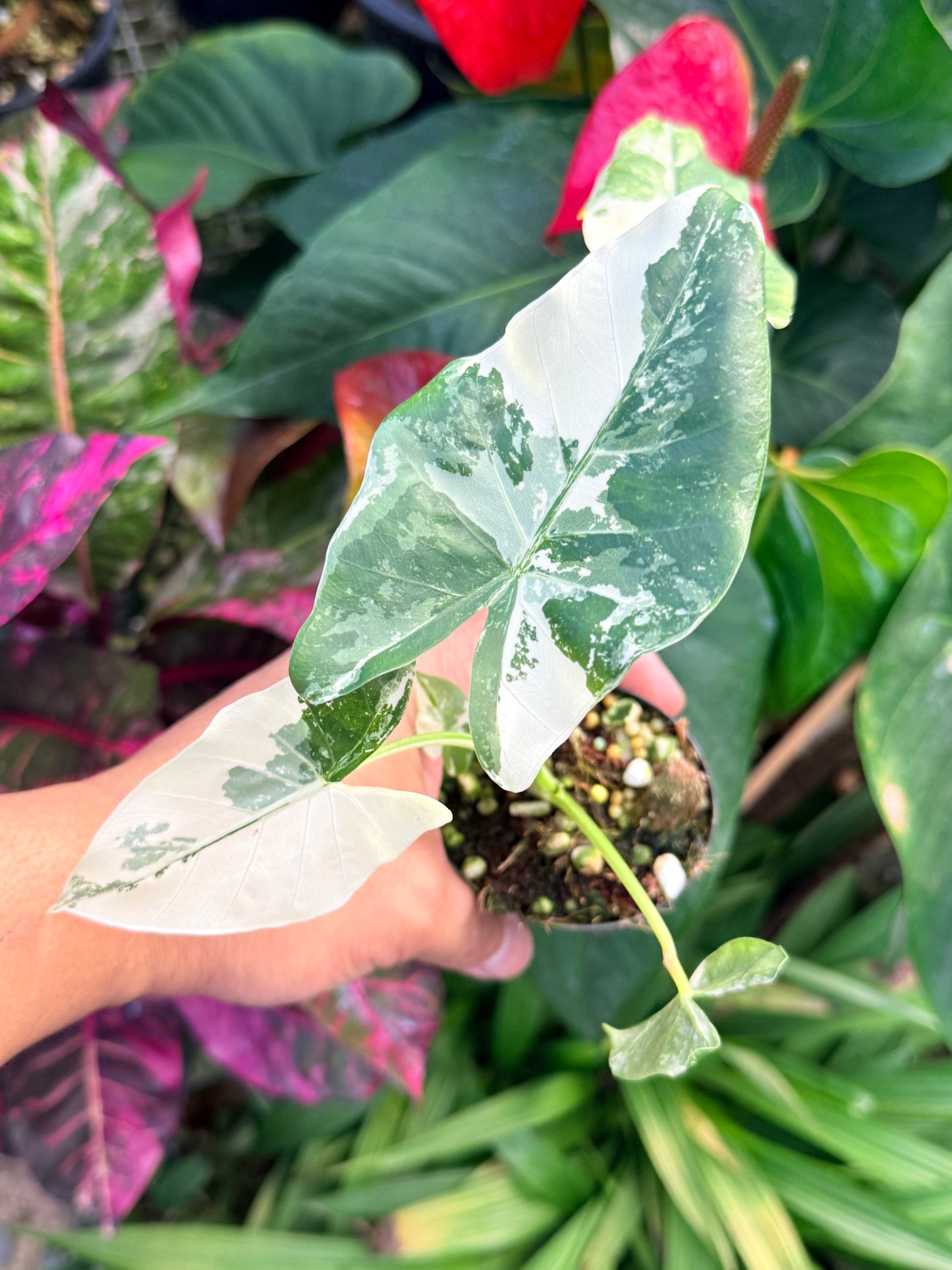 Alocasia macrorrhiza variegata 'Variegated Elephant Ears' N40