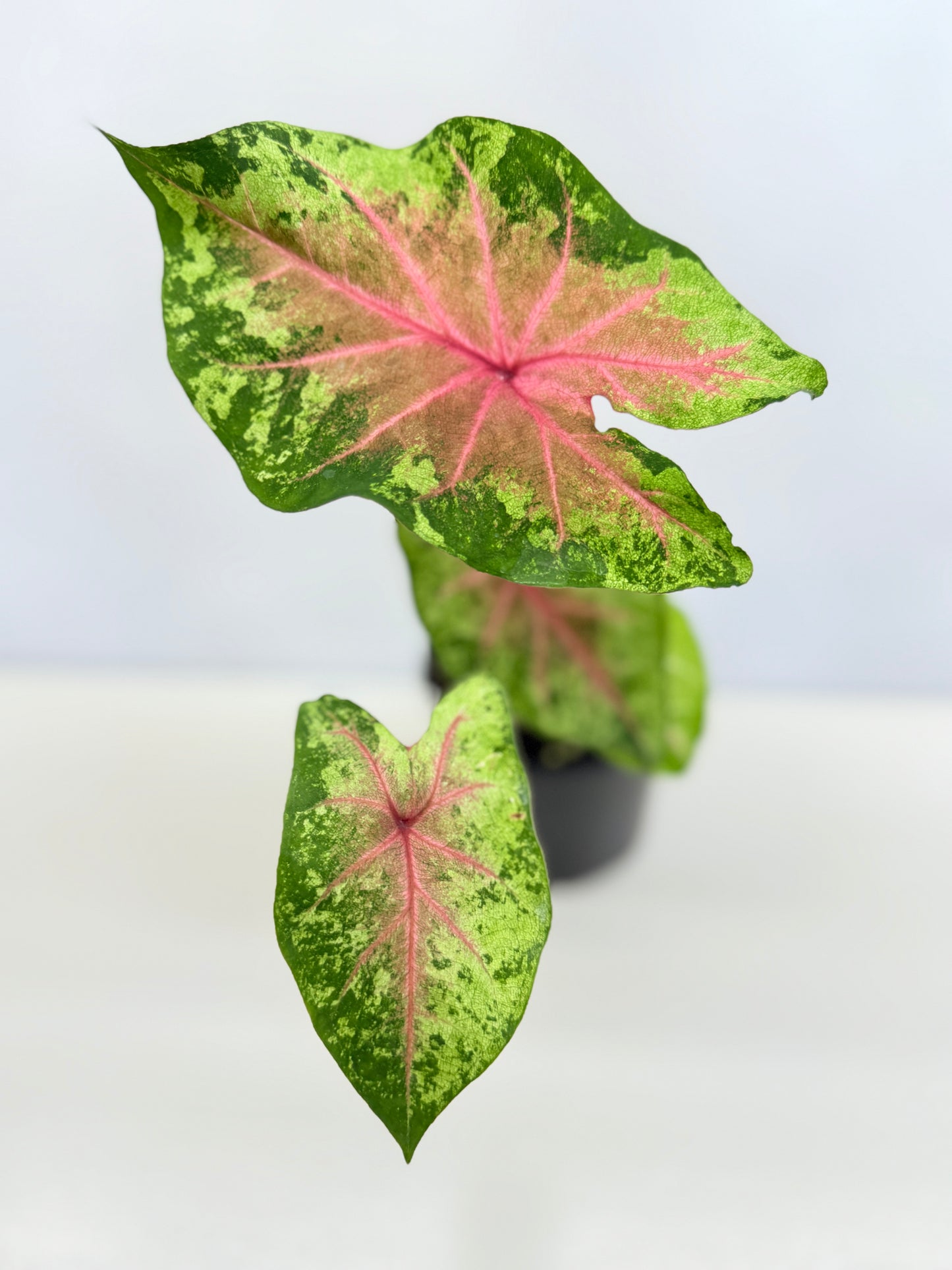 Caladium Hybrid D29