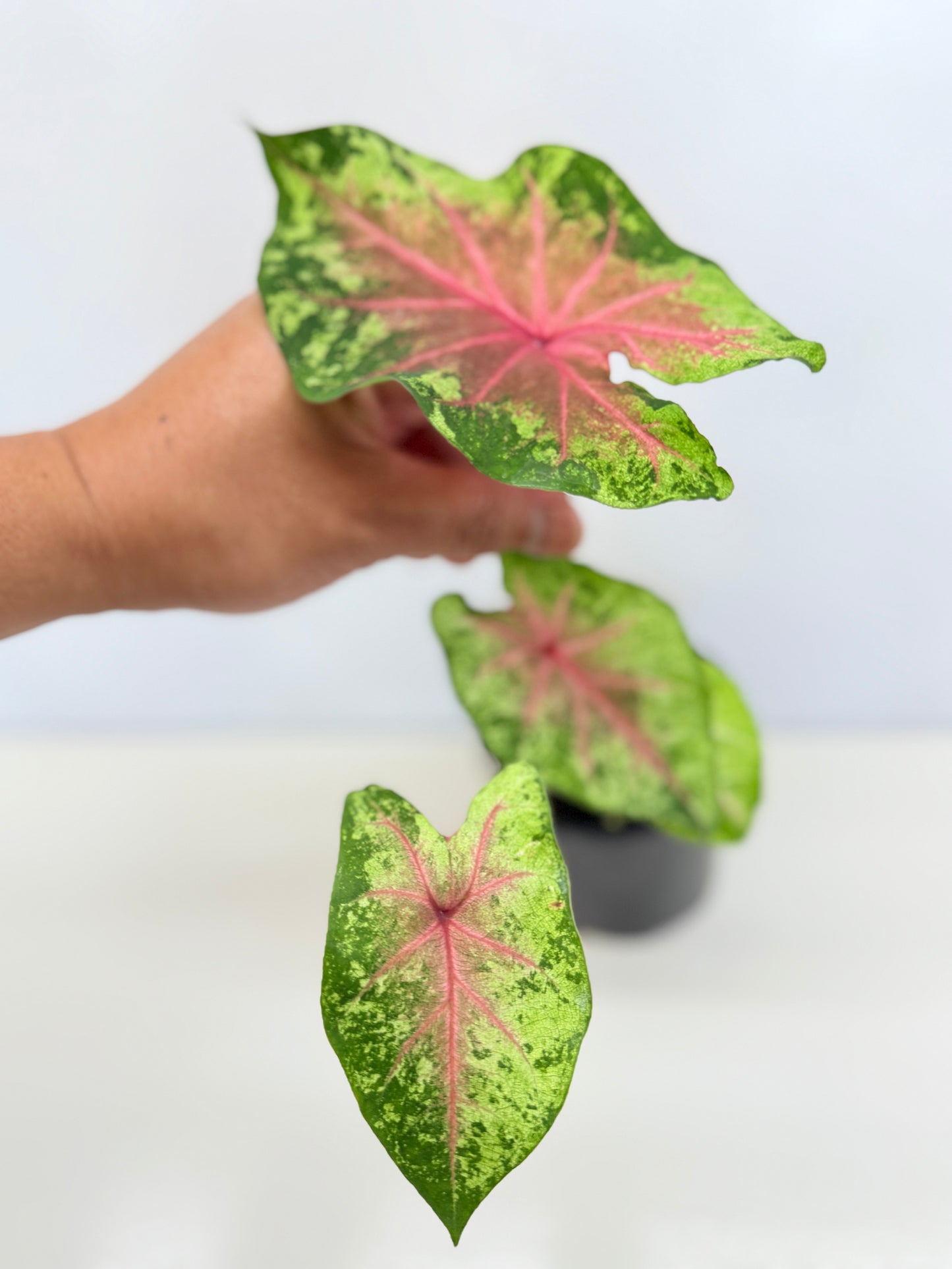 Caladium Hybrid D29