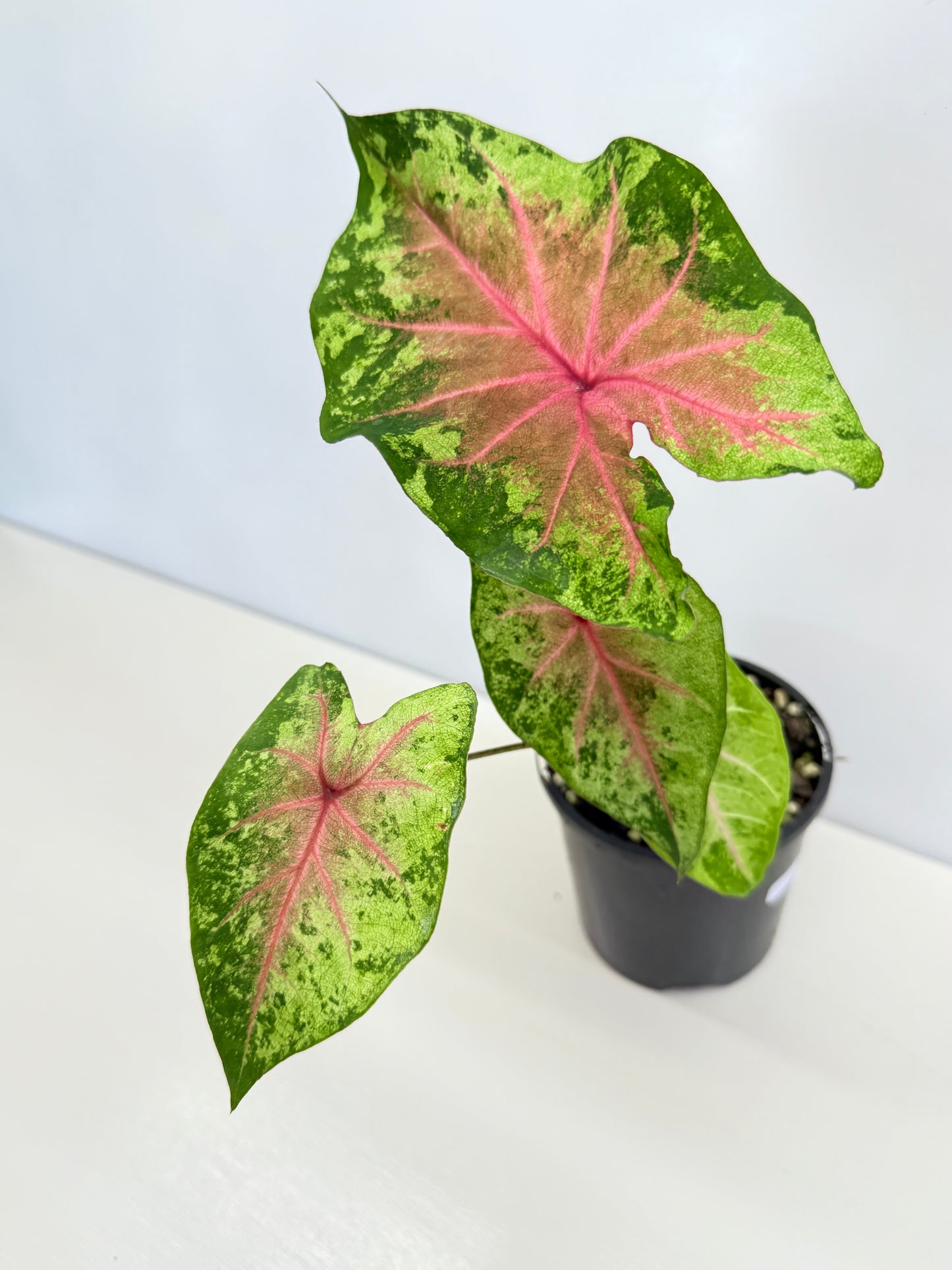 Caladium Hybrid D29