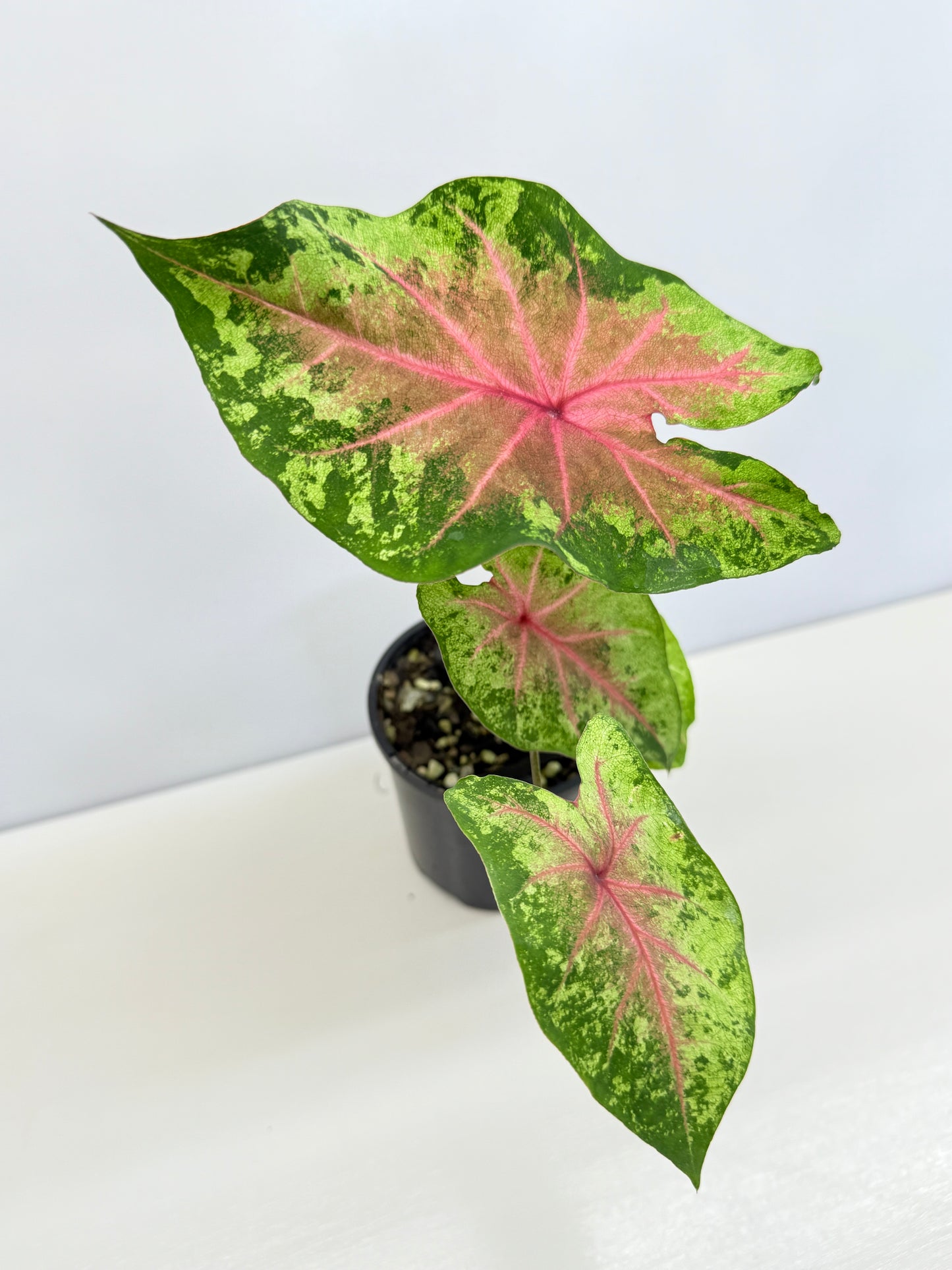 Caladium Hybrid D29