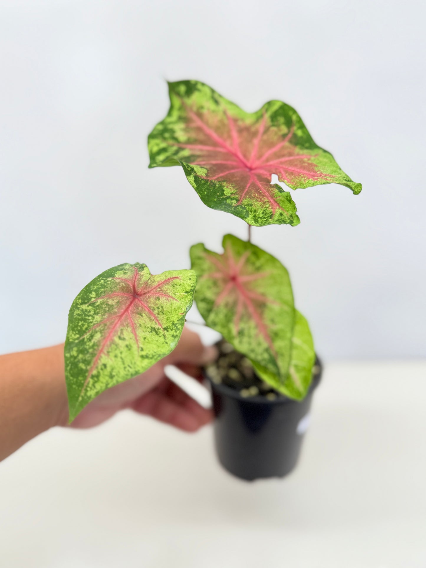 Caladium Hybrid D29