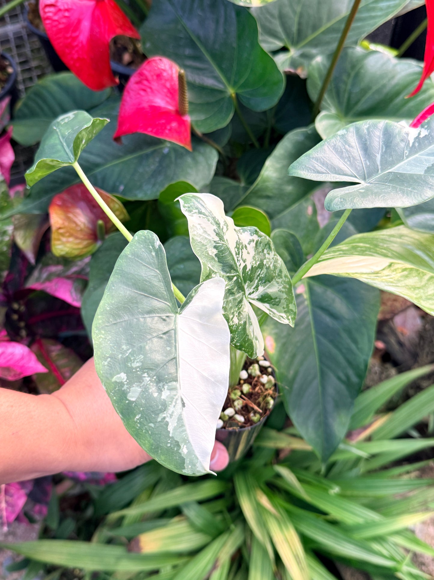 Alocasia macrorrhiza variegata 'Variegated Elephant Ears' N39