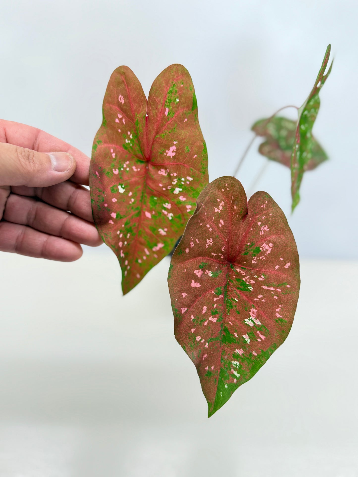 Caladium Hybrid D30