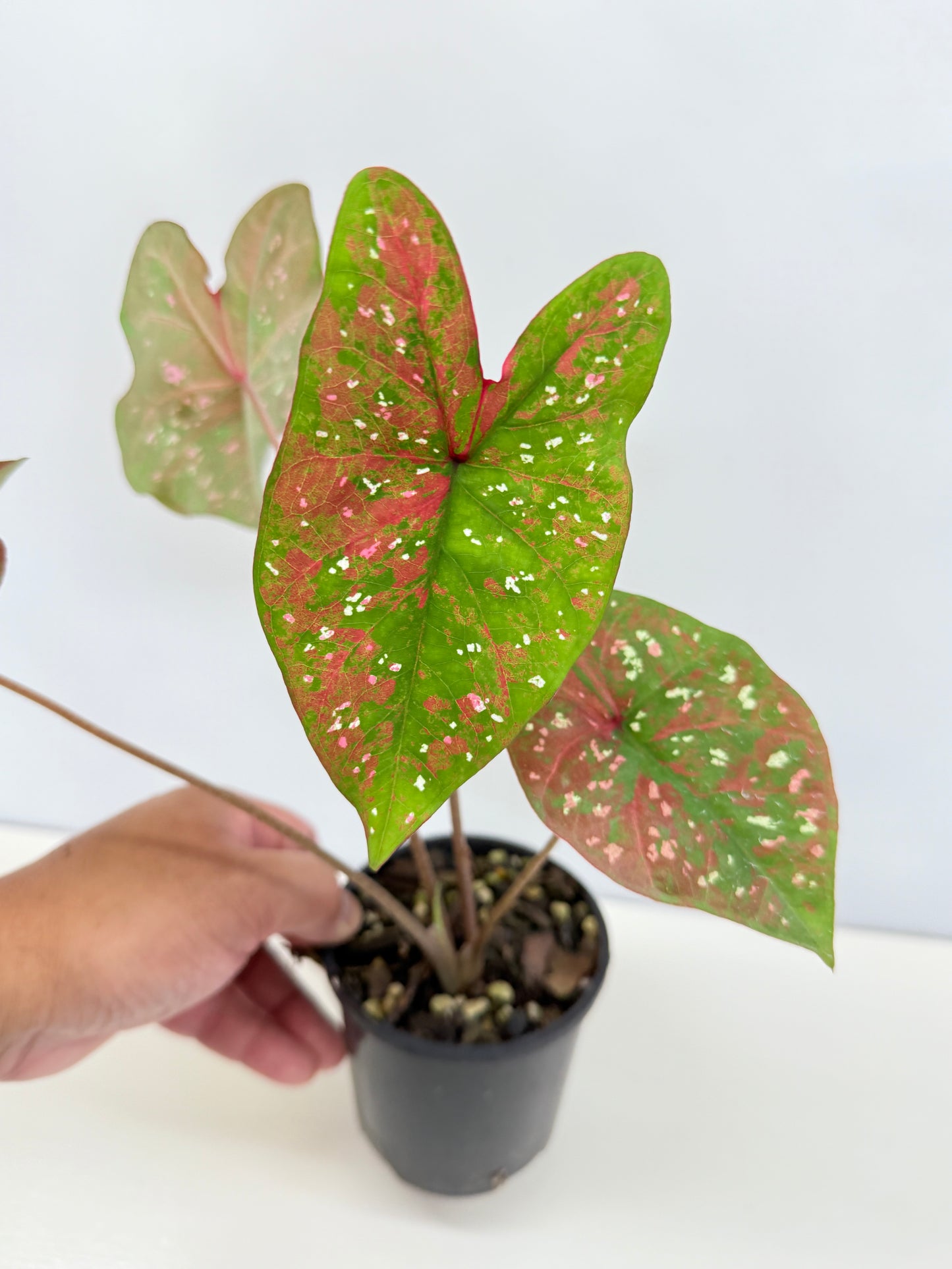 Caladium Hybrid D30