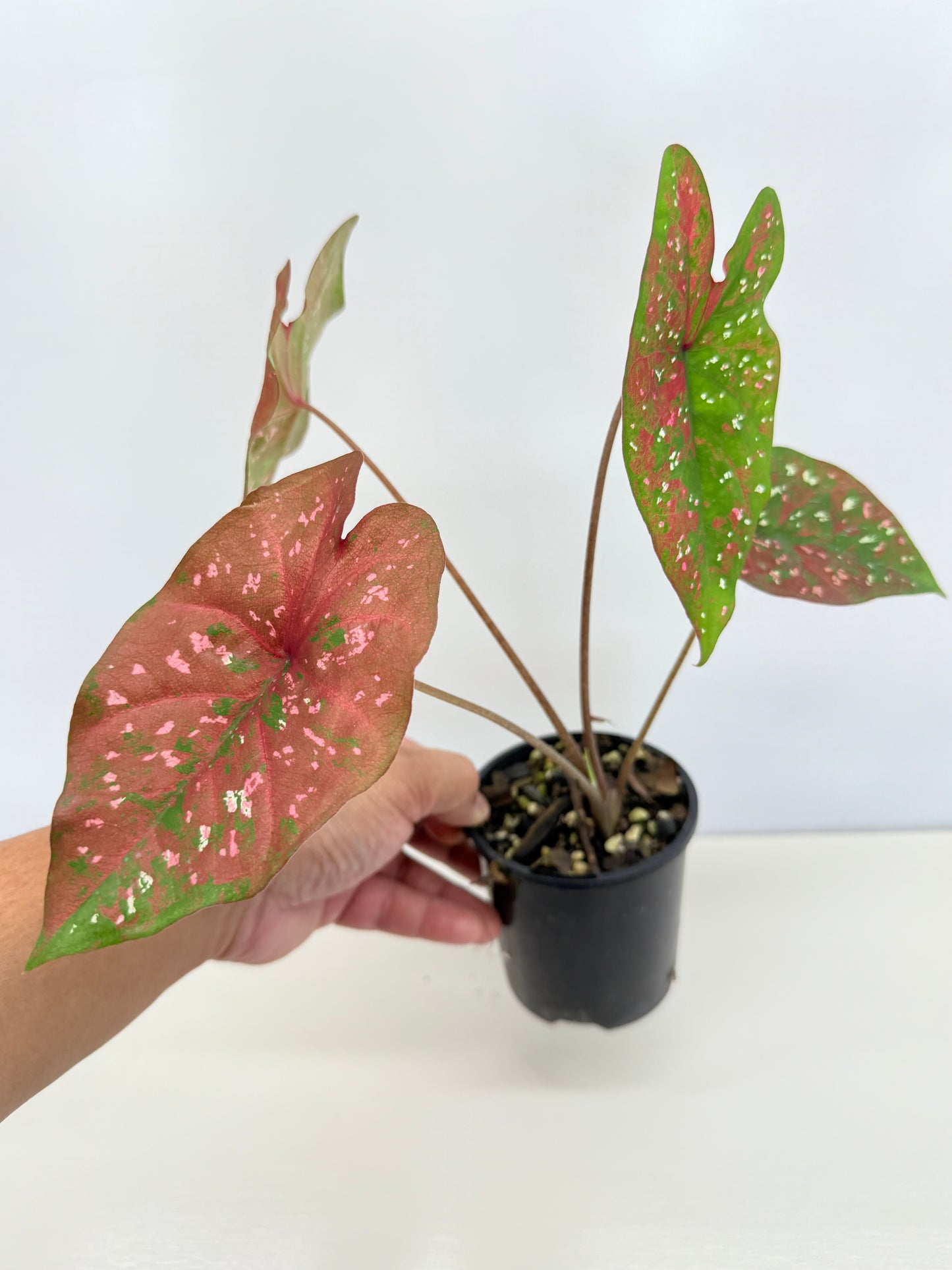 Caladium Hybrid D30