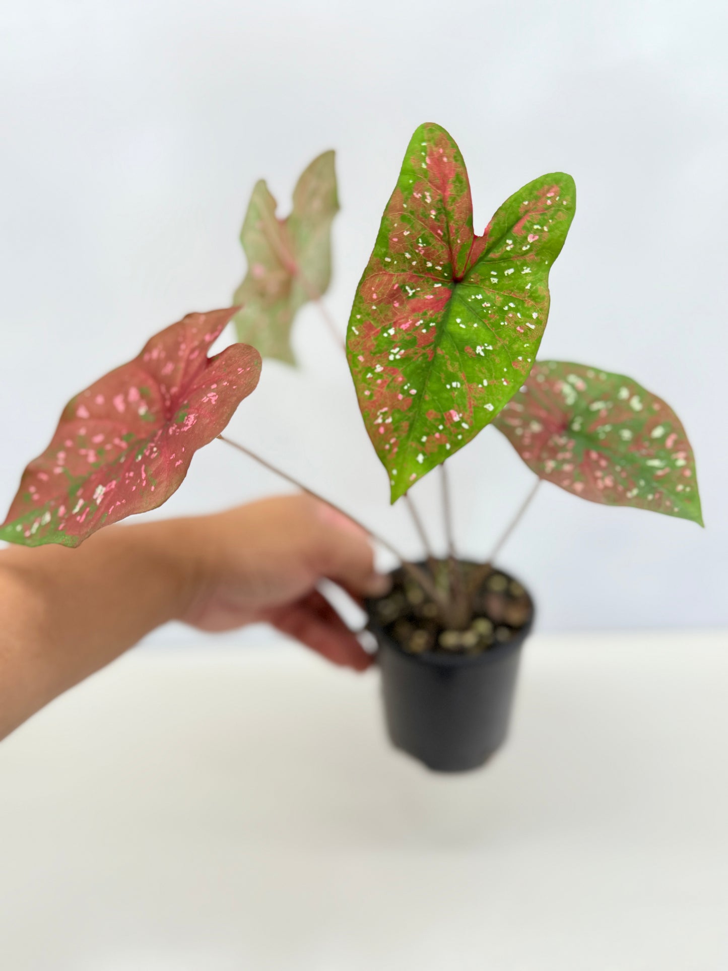 Caladium Hybrid D30