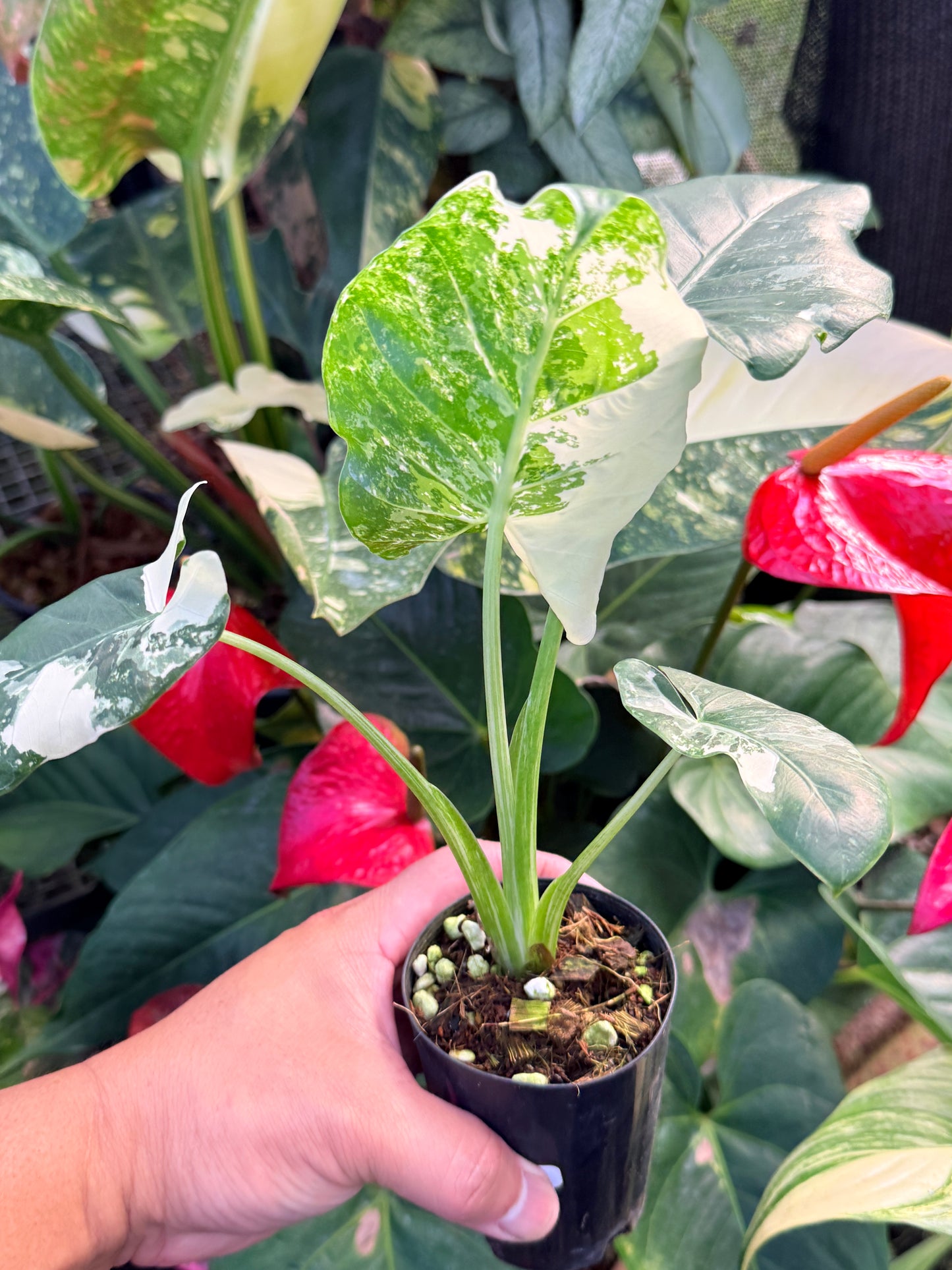 Alocasia macrorrhiza variegata 'Variegated Elephant Ears' N38