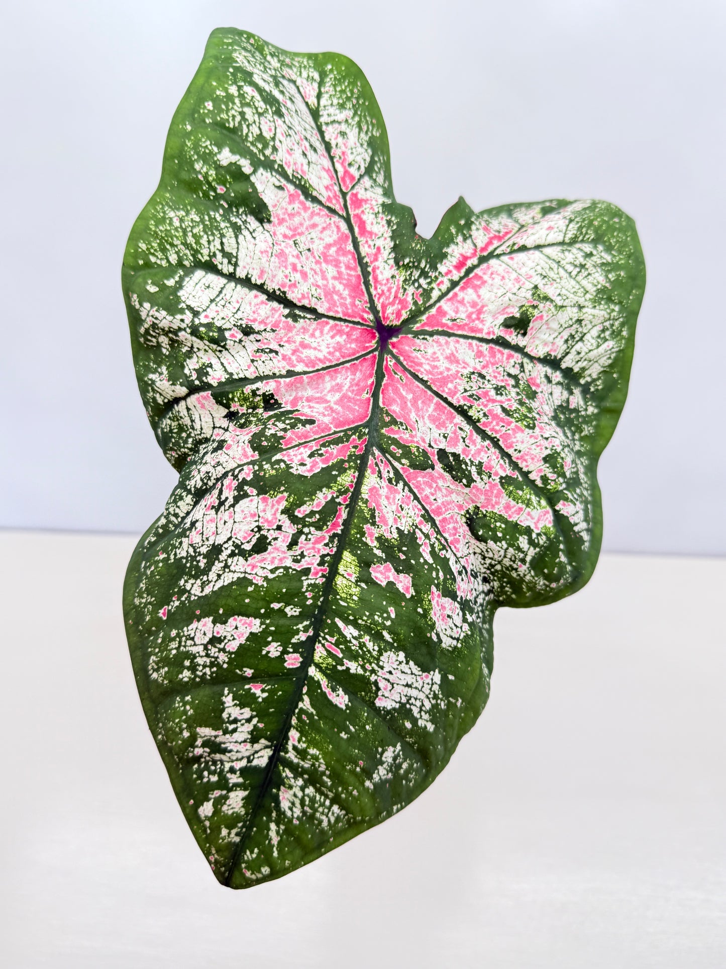 Caladium Hybrid D31