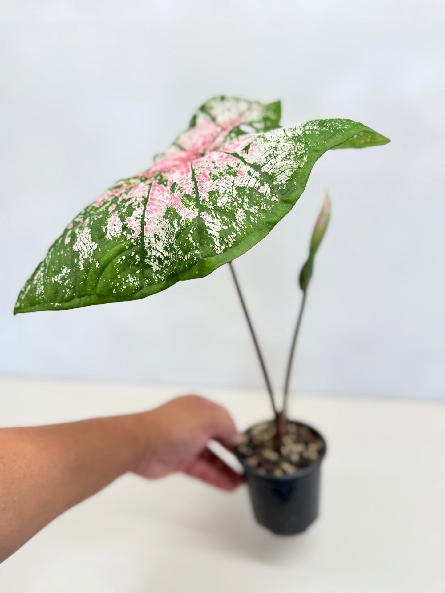Caladium Hybrid D31
