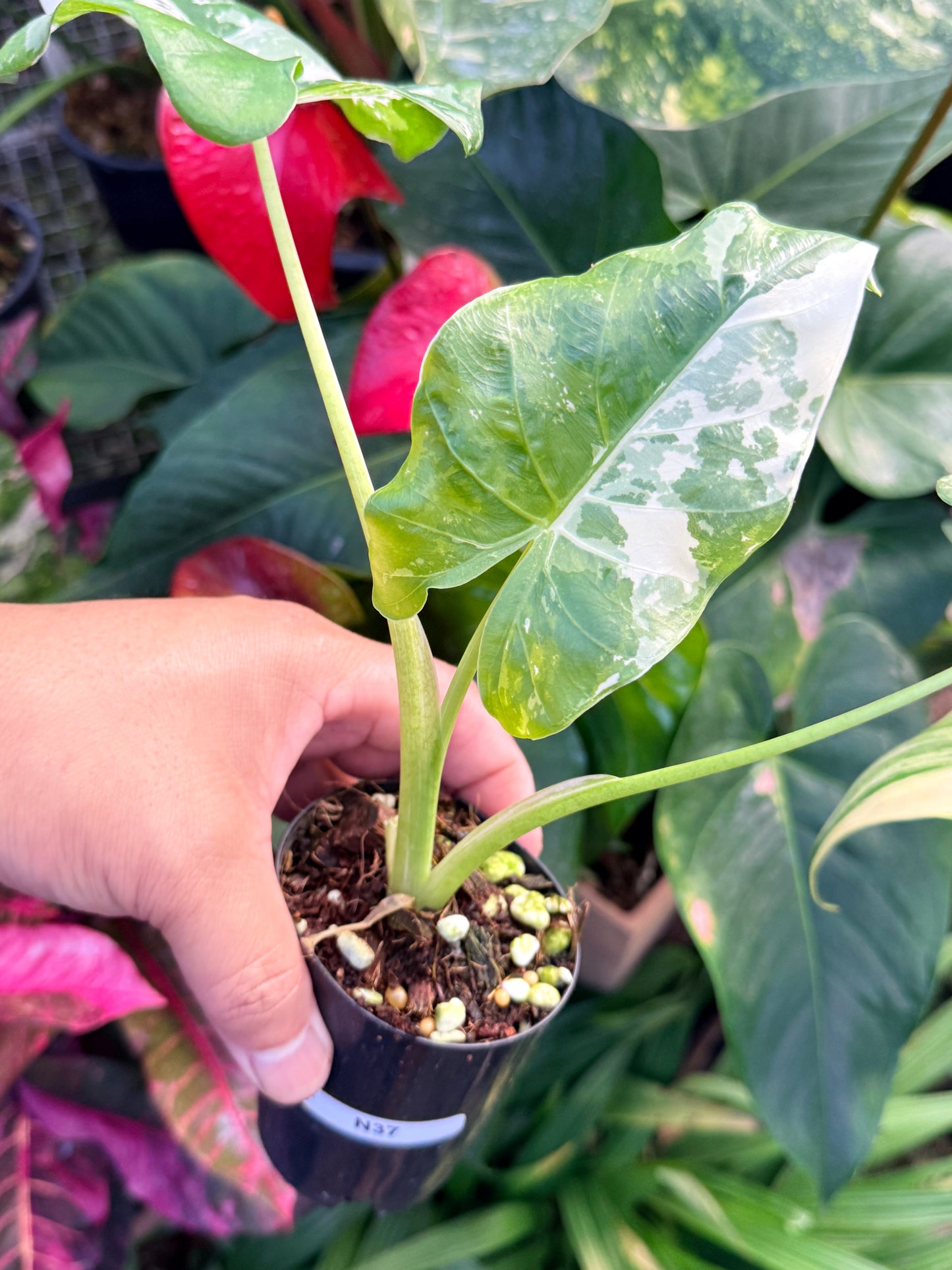 Alocasia macrorrhiza variegata 'Variegated Elephant Ears' N37