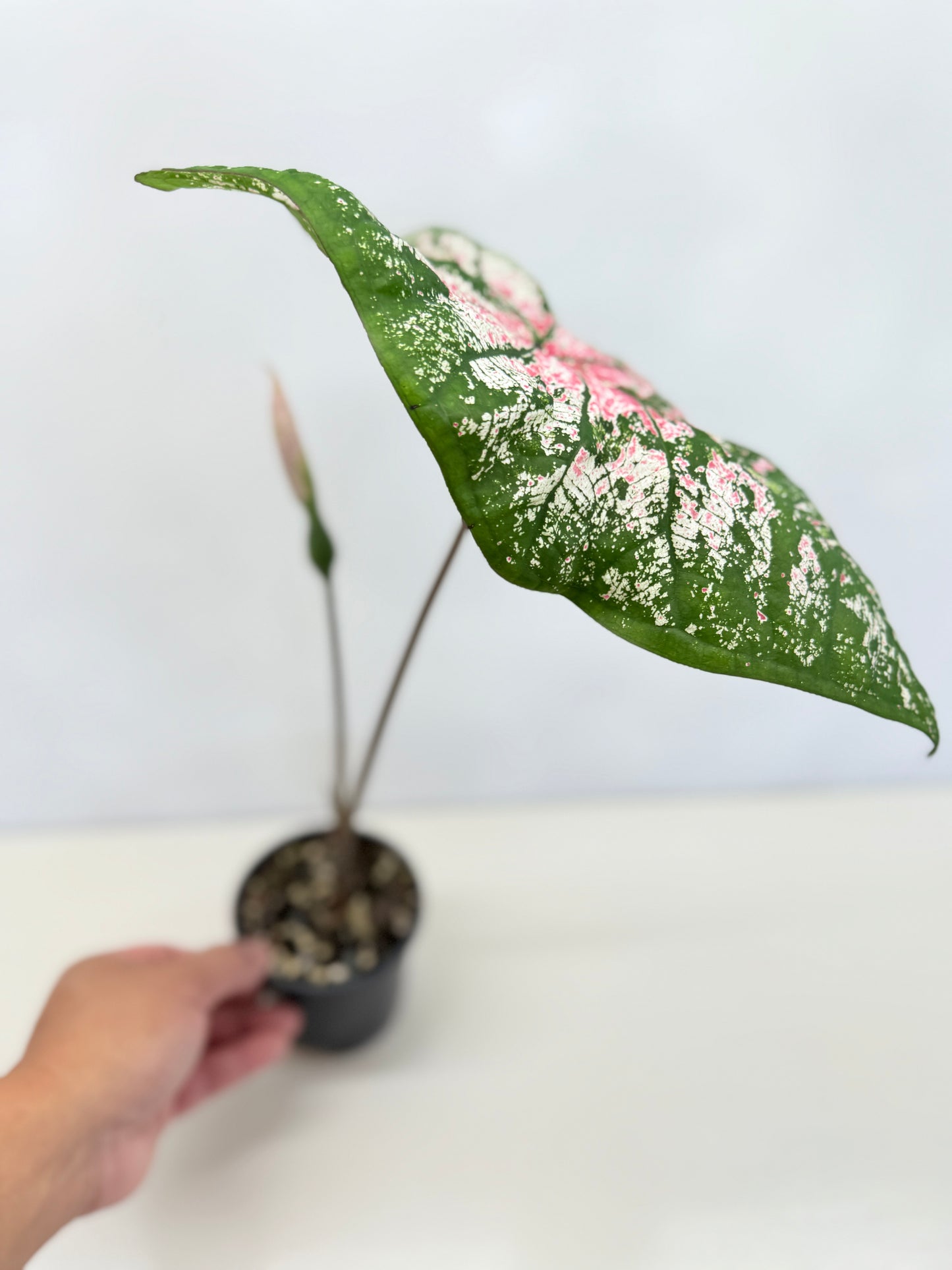 Caladium Hybrid D31