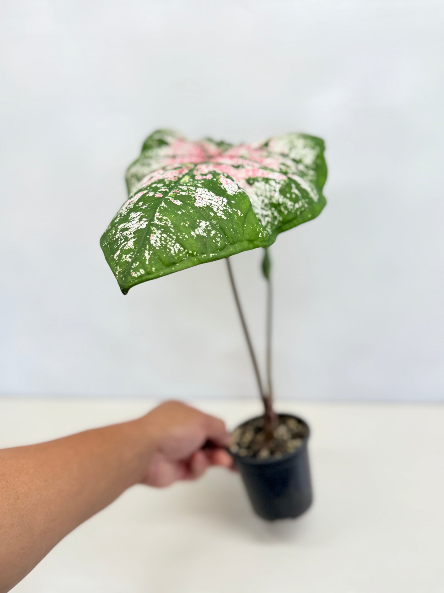 Caladium Hybrid D31