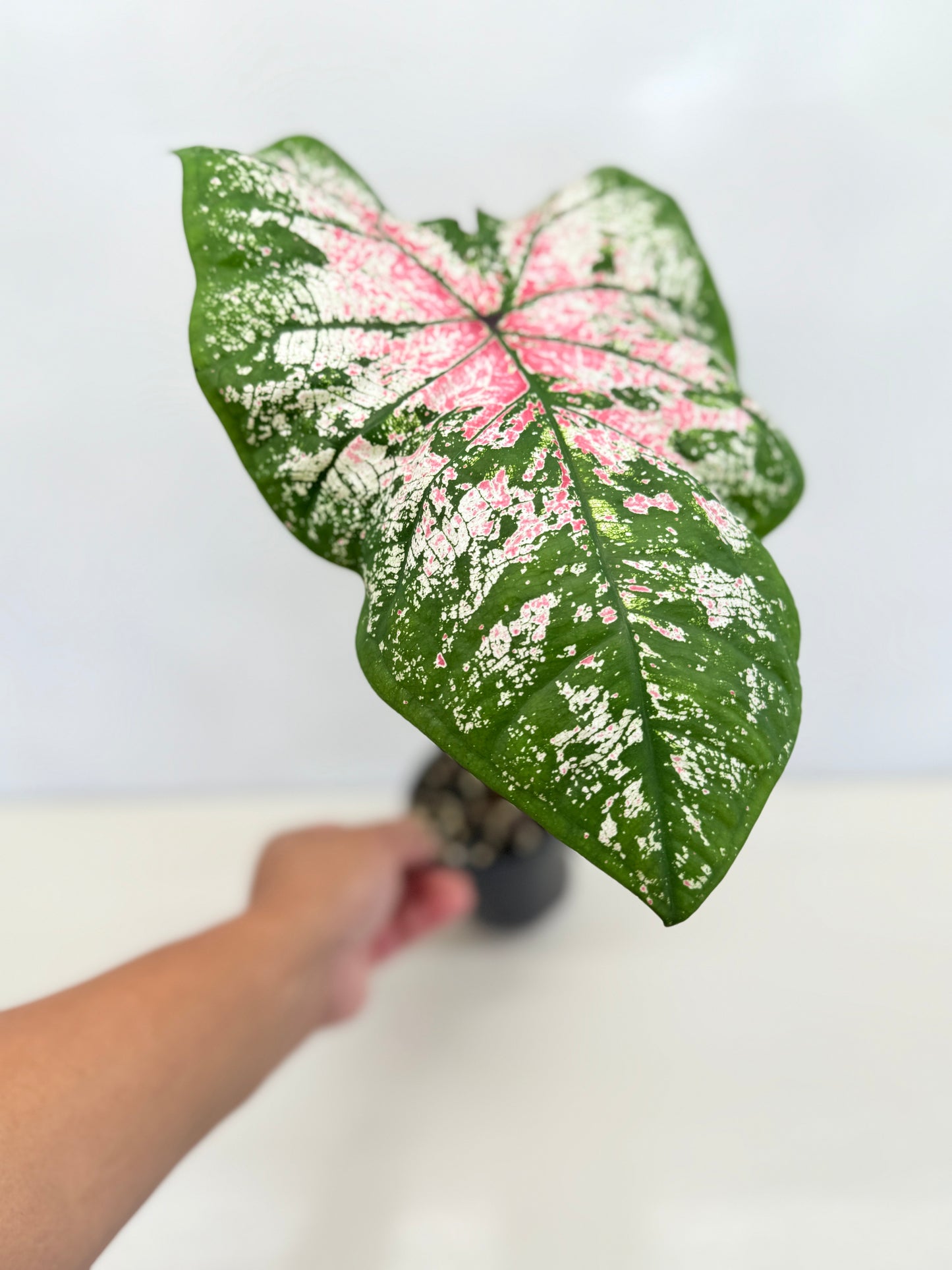 Caladium Hybrid D31