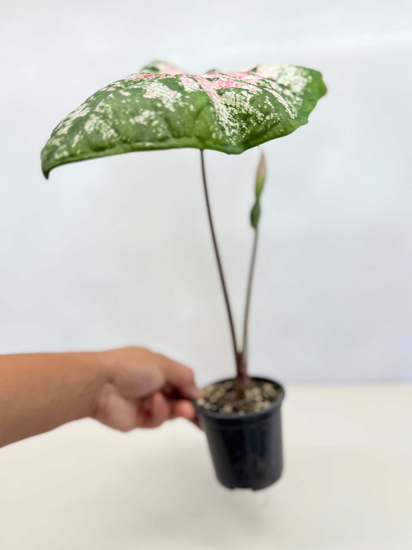 Caladium Hybrid D31