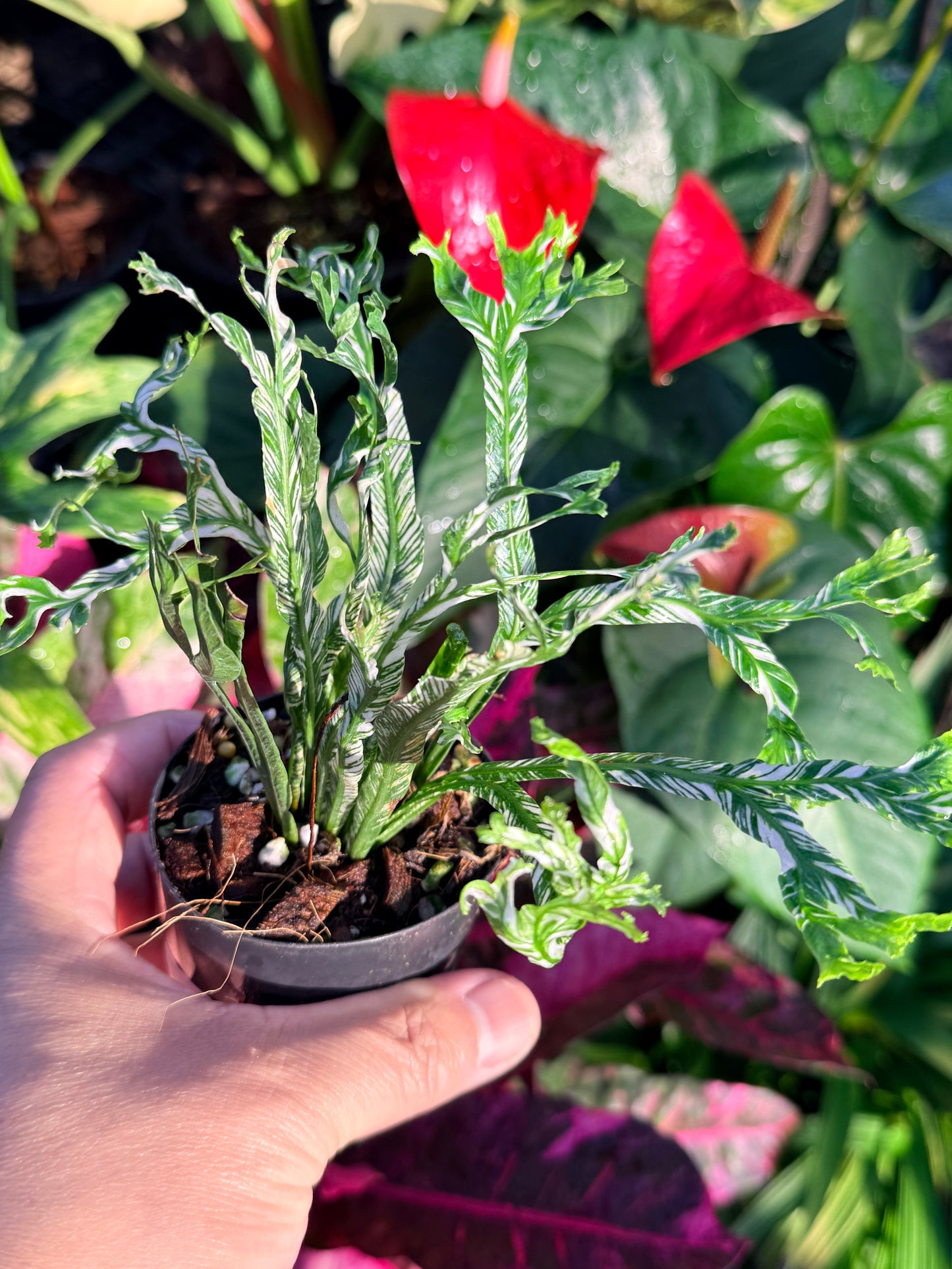 Asplenium nidus 'Variegata' Variegated Bird's Nest Fern N60