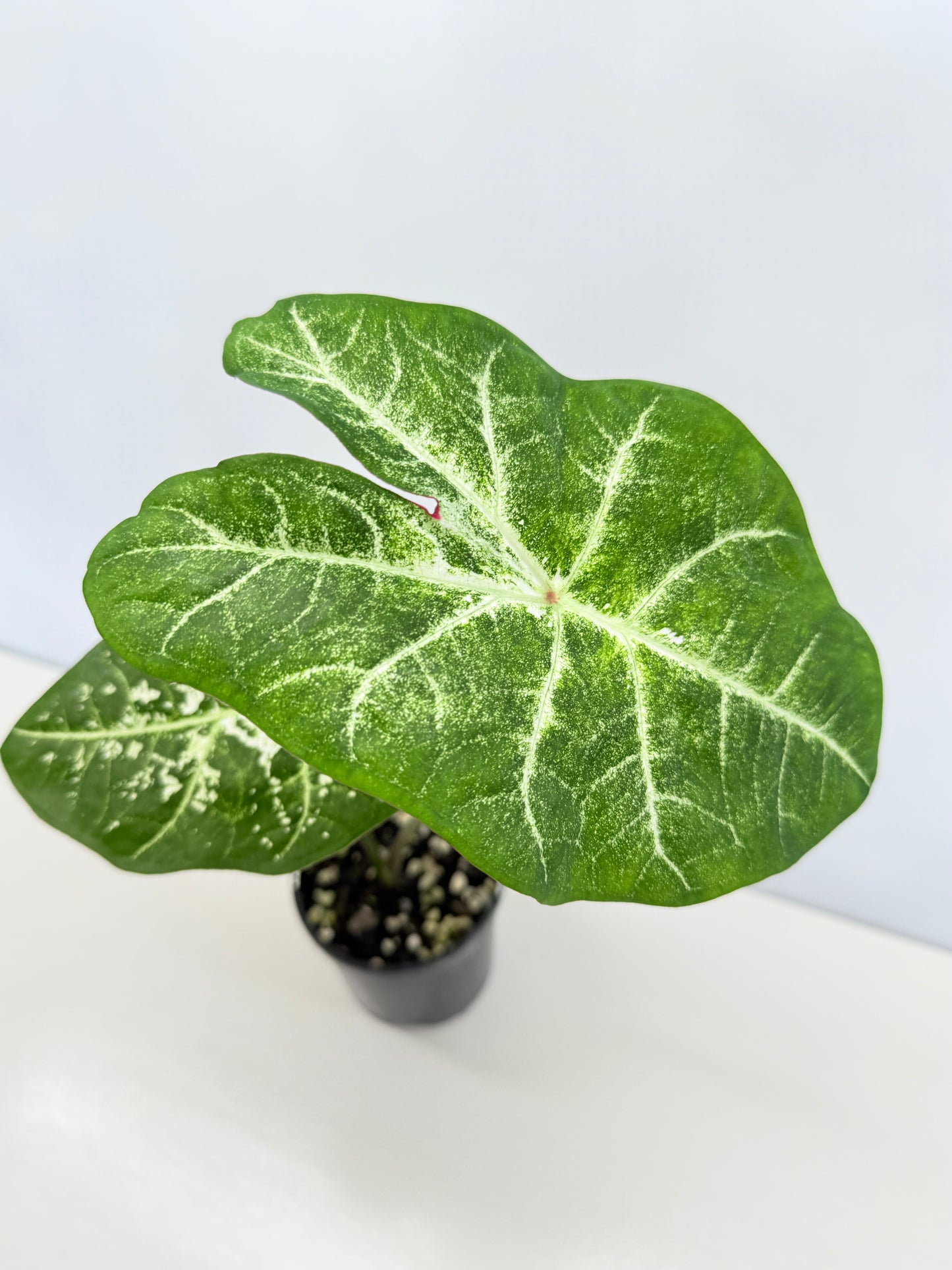 Caladium Hybrid D32