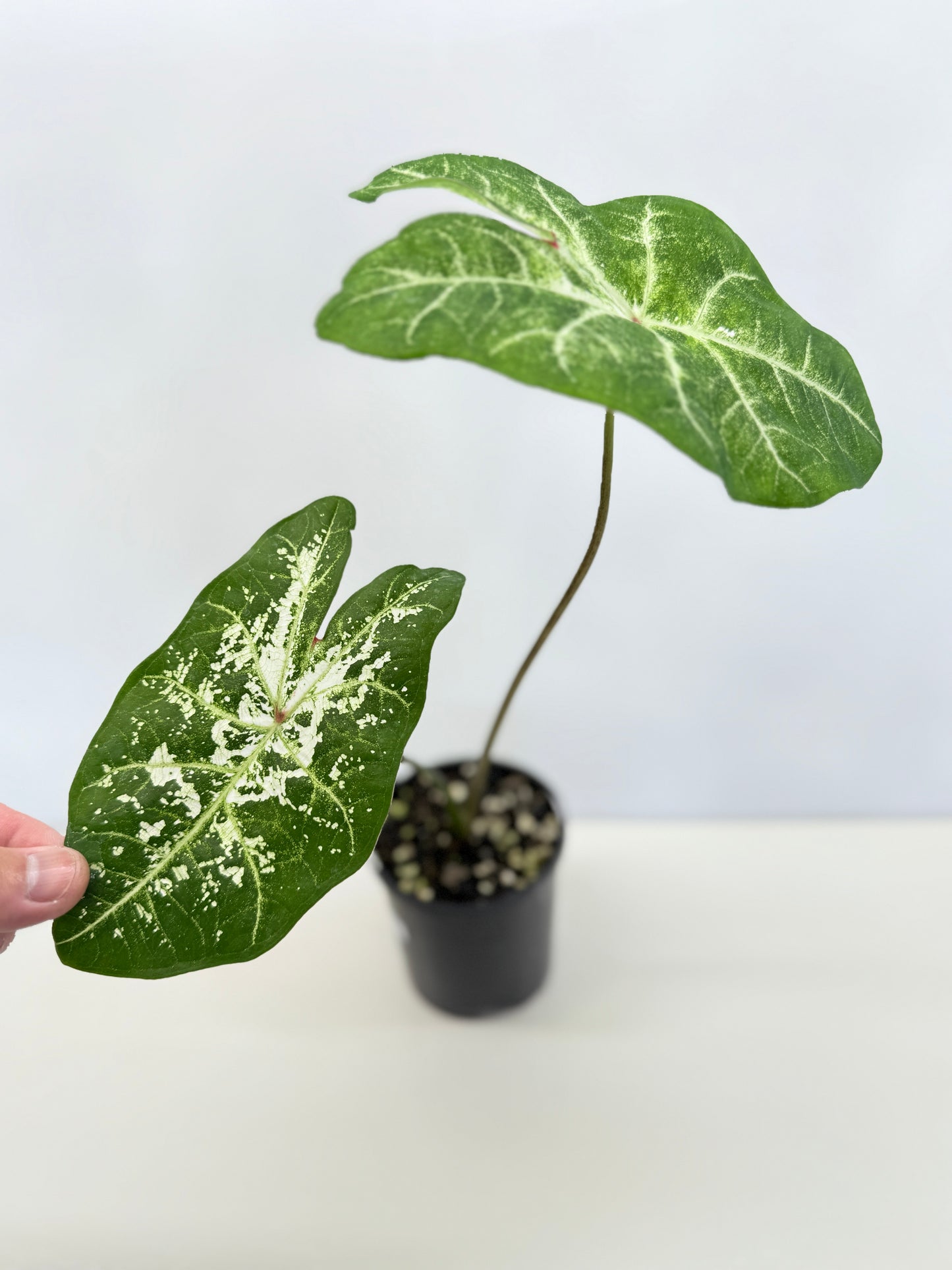 Caladium Hybrid D32
