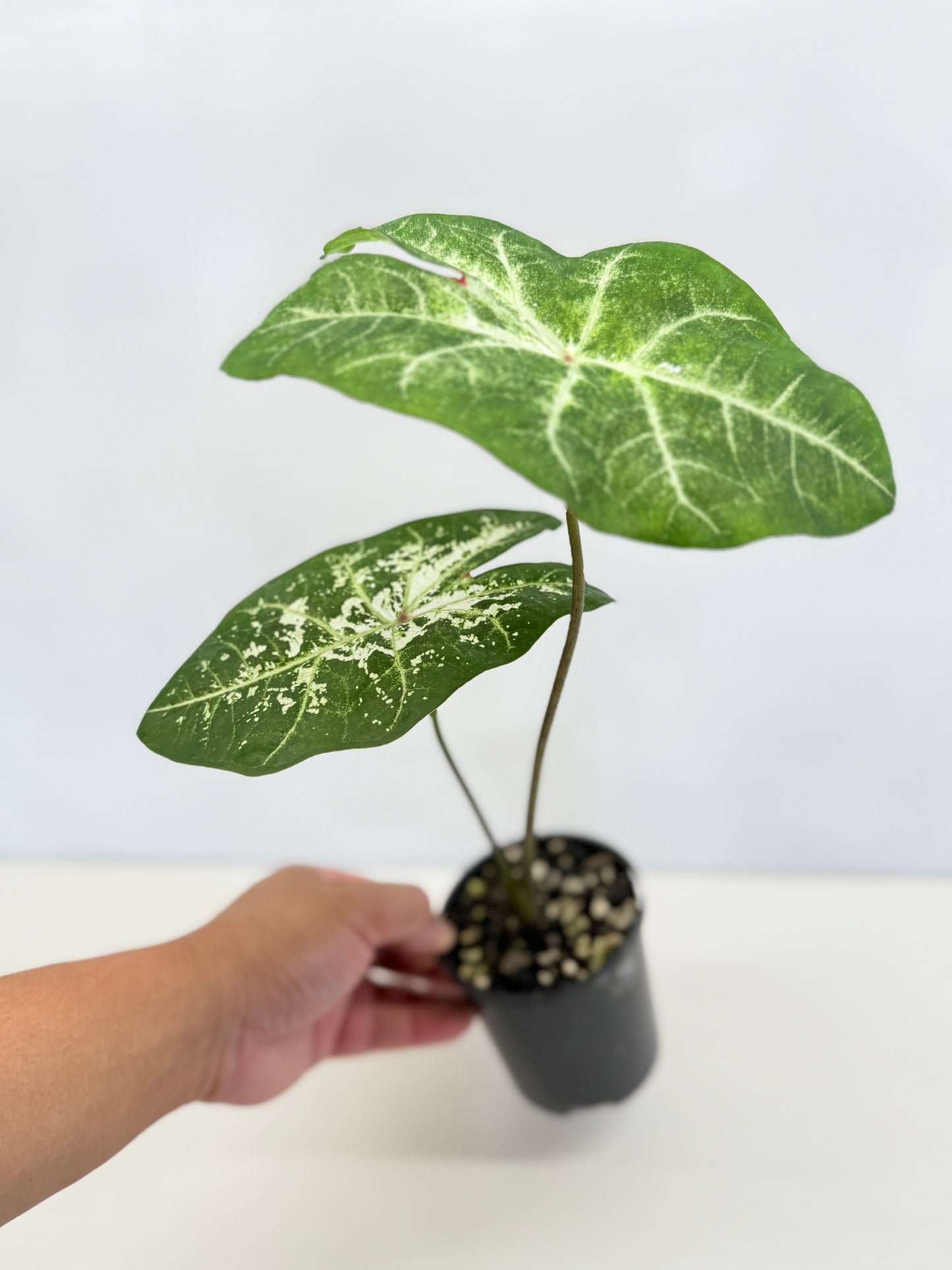 Caladium Hybrid D32