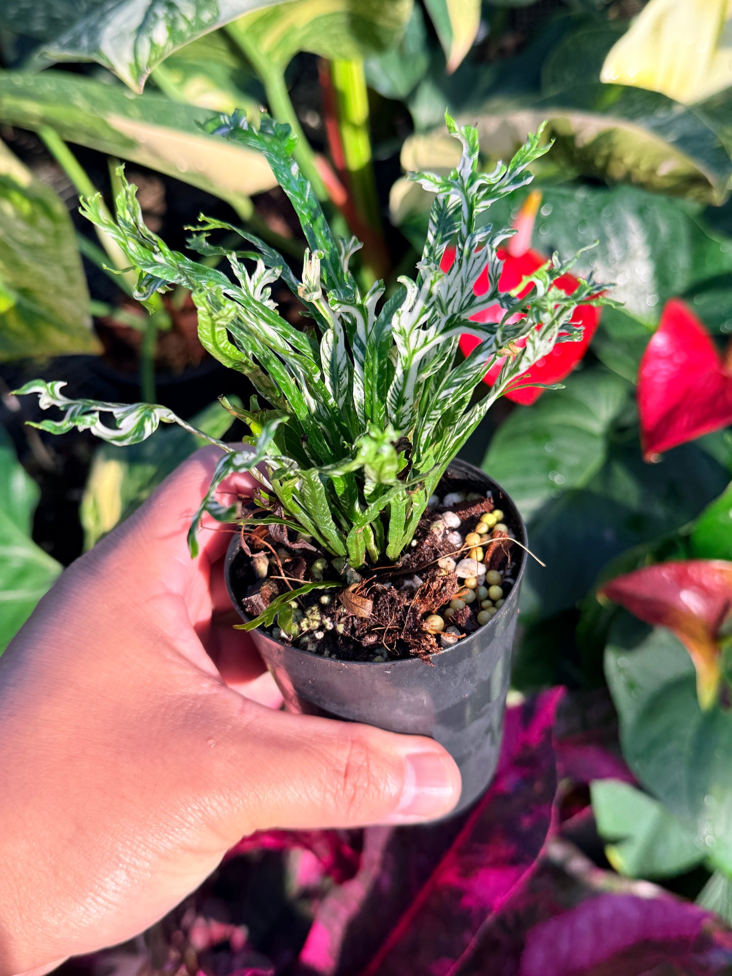 Asplenium nidus 'Variegata' Variegated Bird's Nest Fern N61