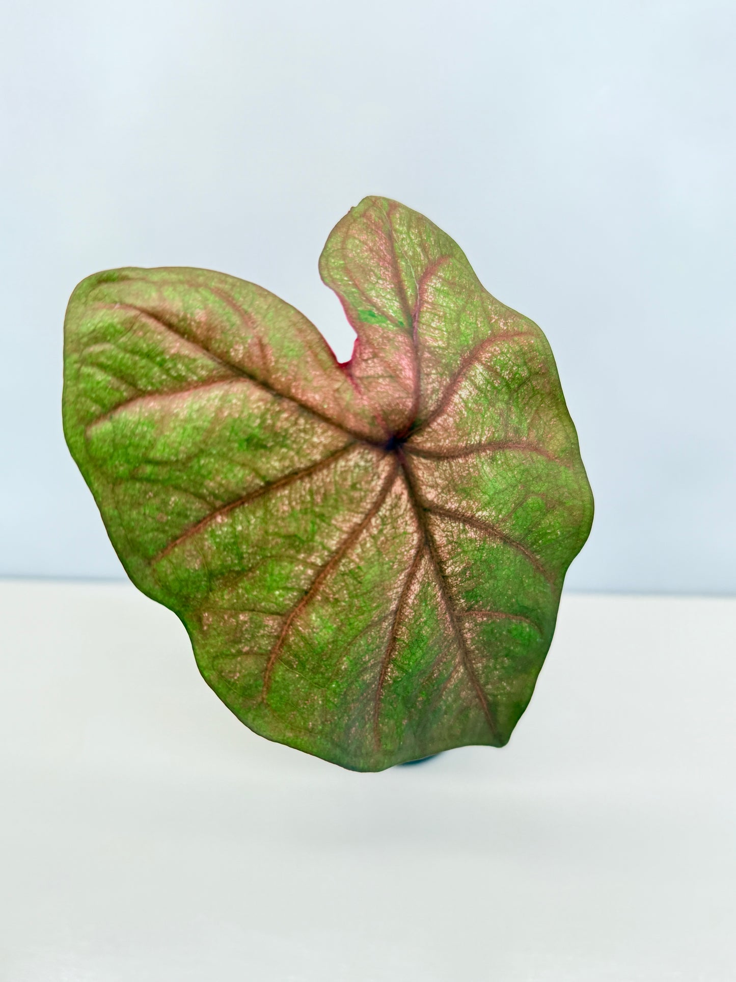 Caladium Hybrid D33