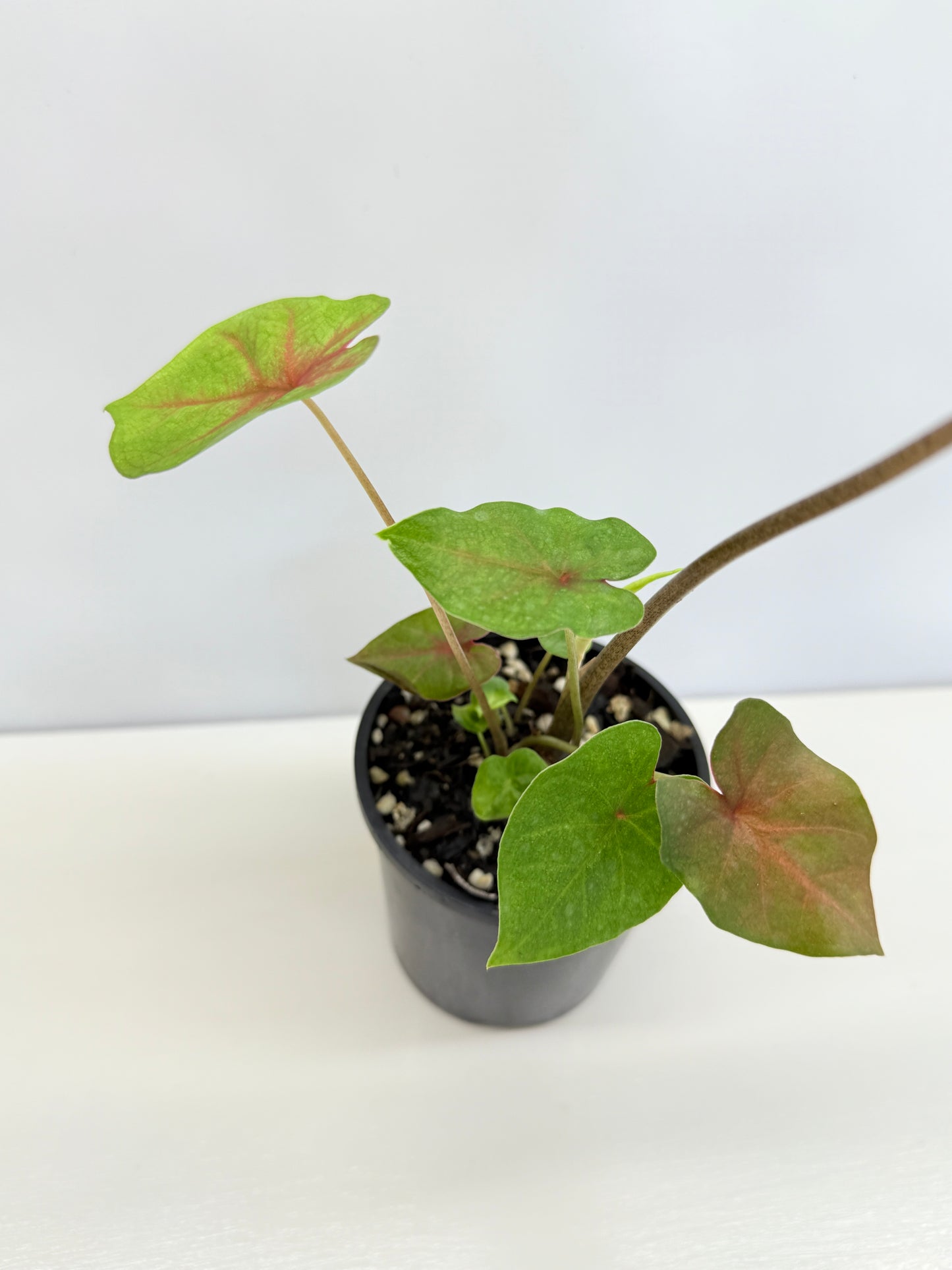 Caladium Hybrid D33