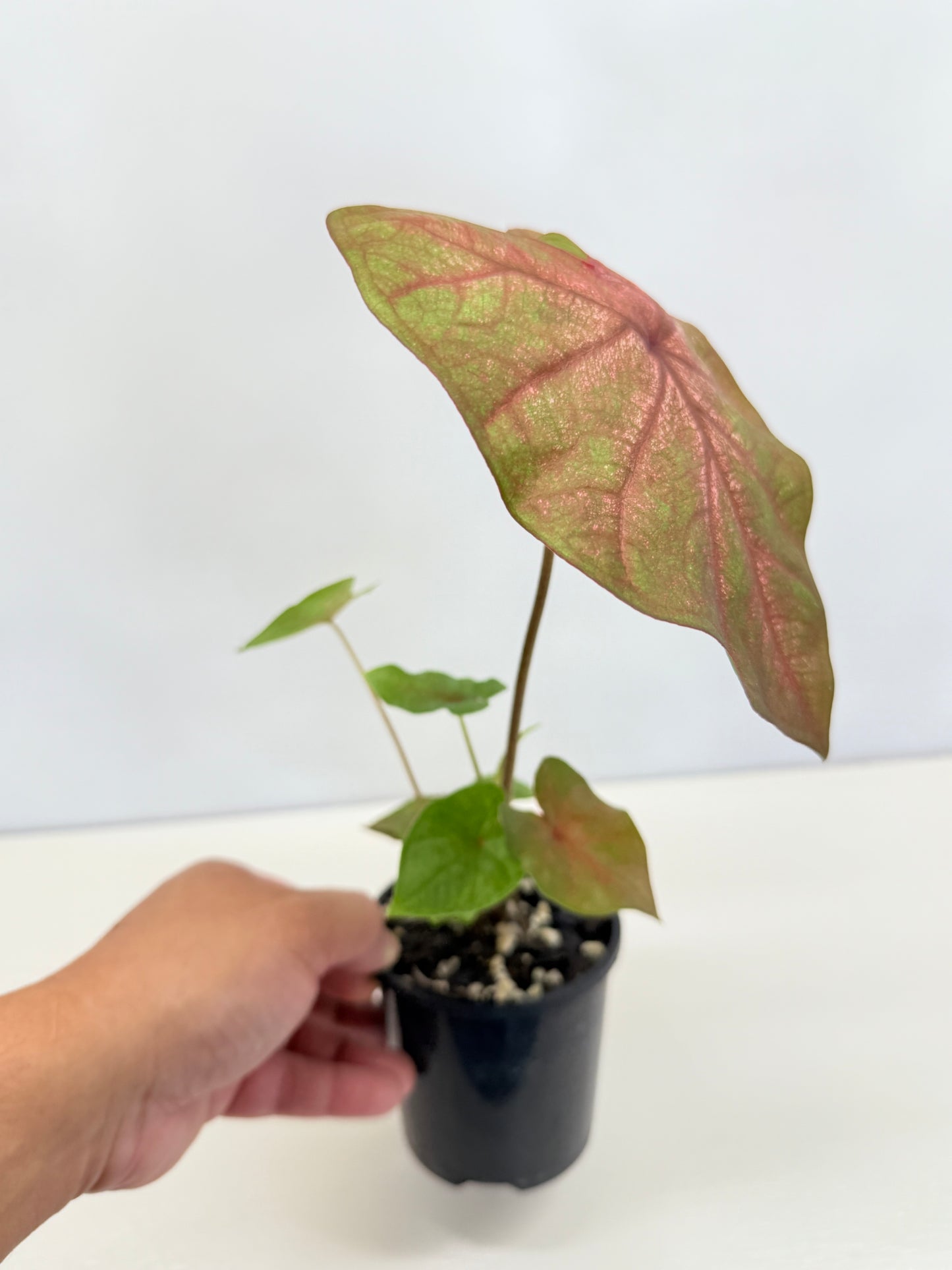 Caladium Hybrid D33