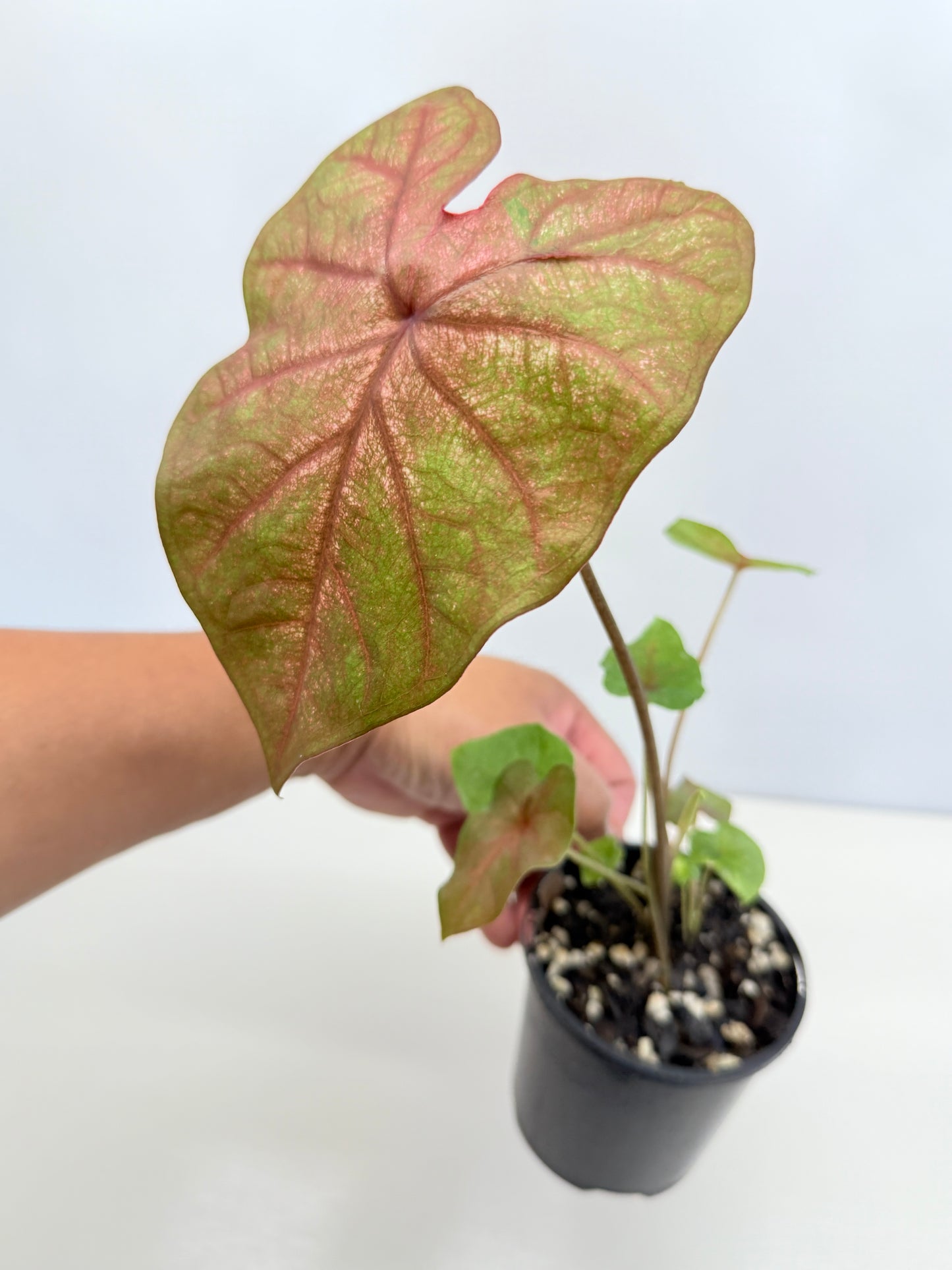 Caladium Hybrid D33