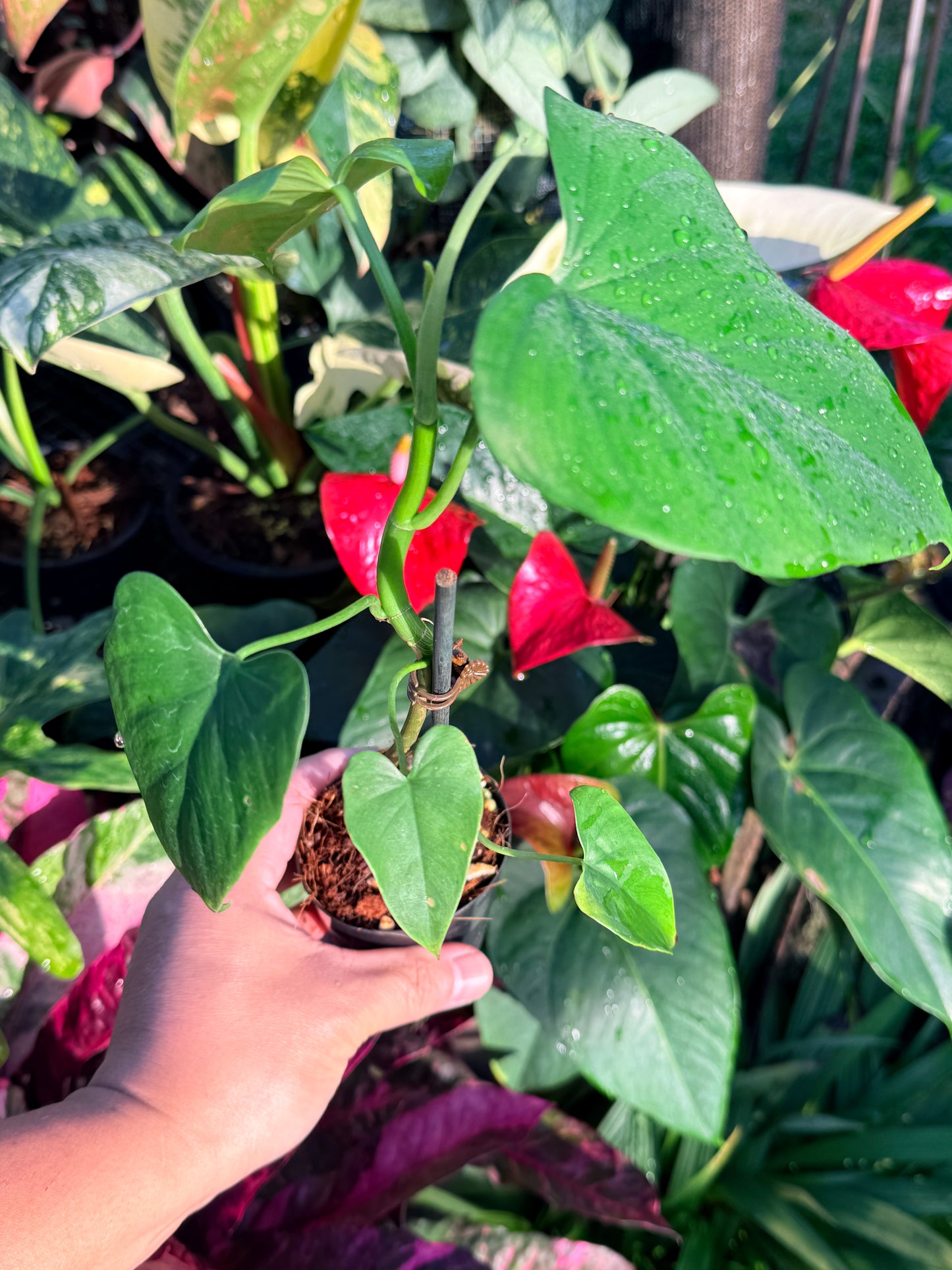 Philodendron 'Jacquinii' N57