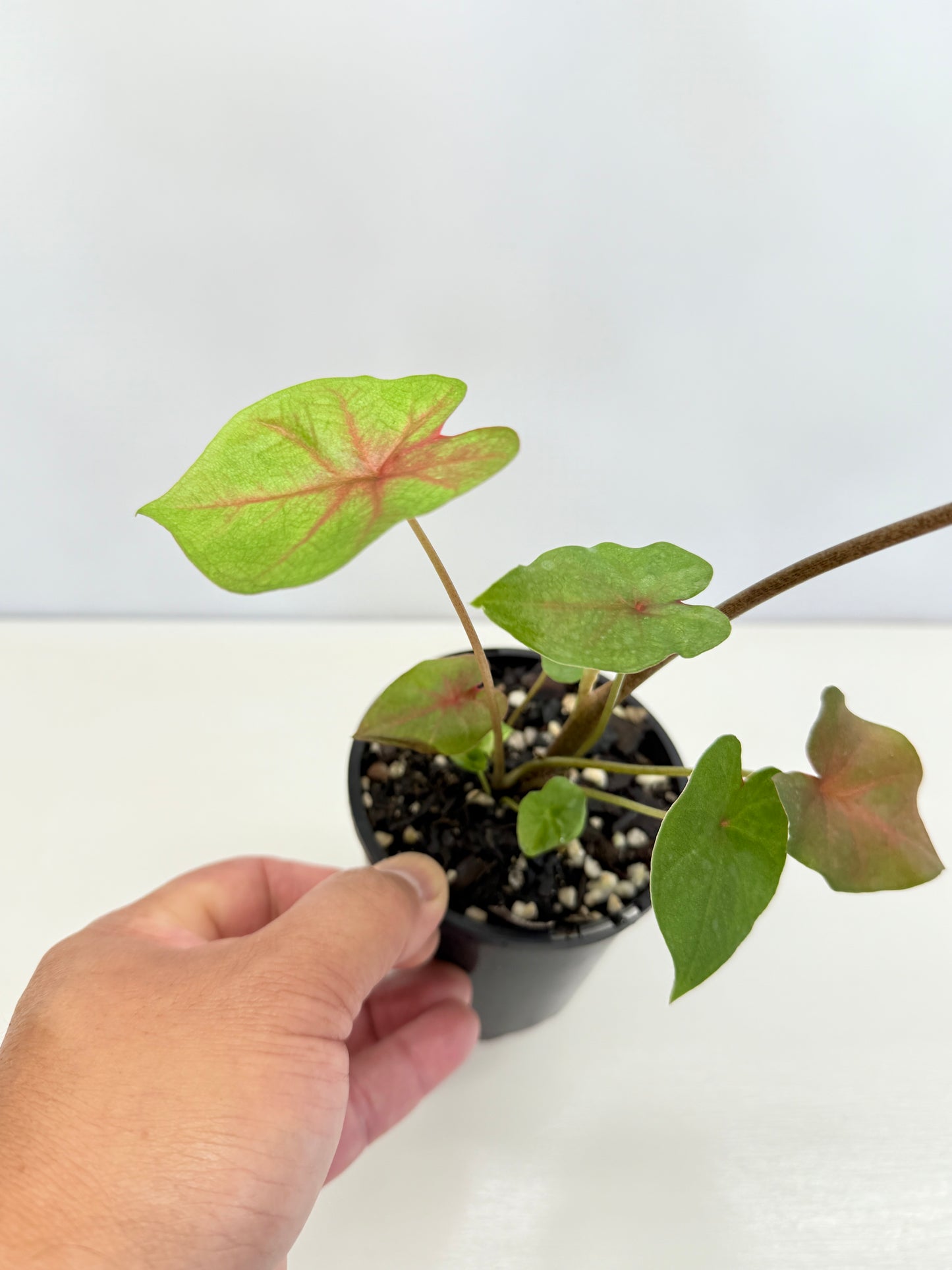 Caladium Hybrid D33