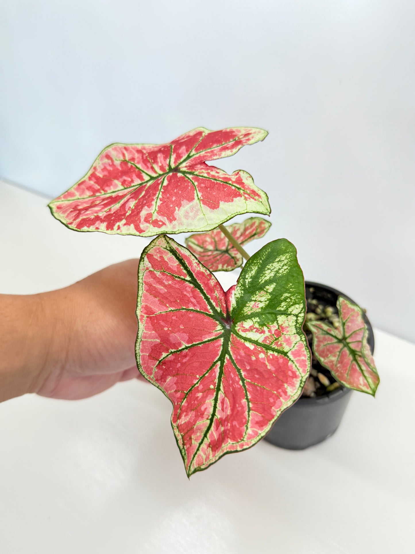 Caladium 'Fire of Phoenix' I28