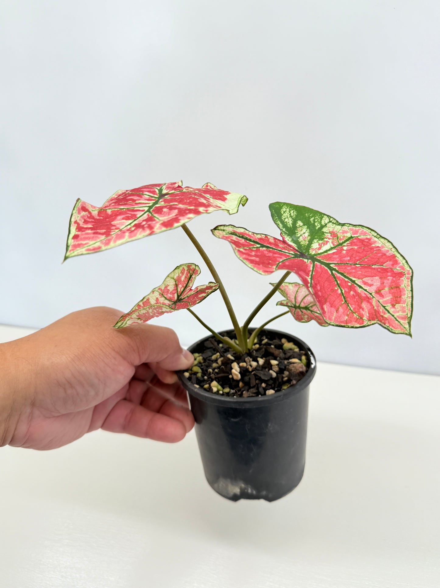 Caladium 'Fire of Phoenix' I28