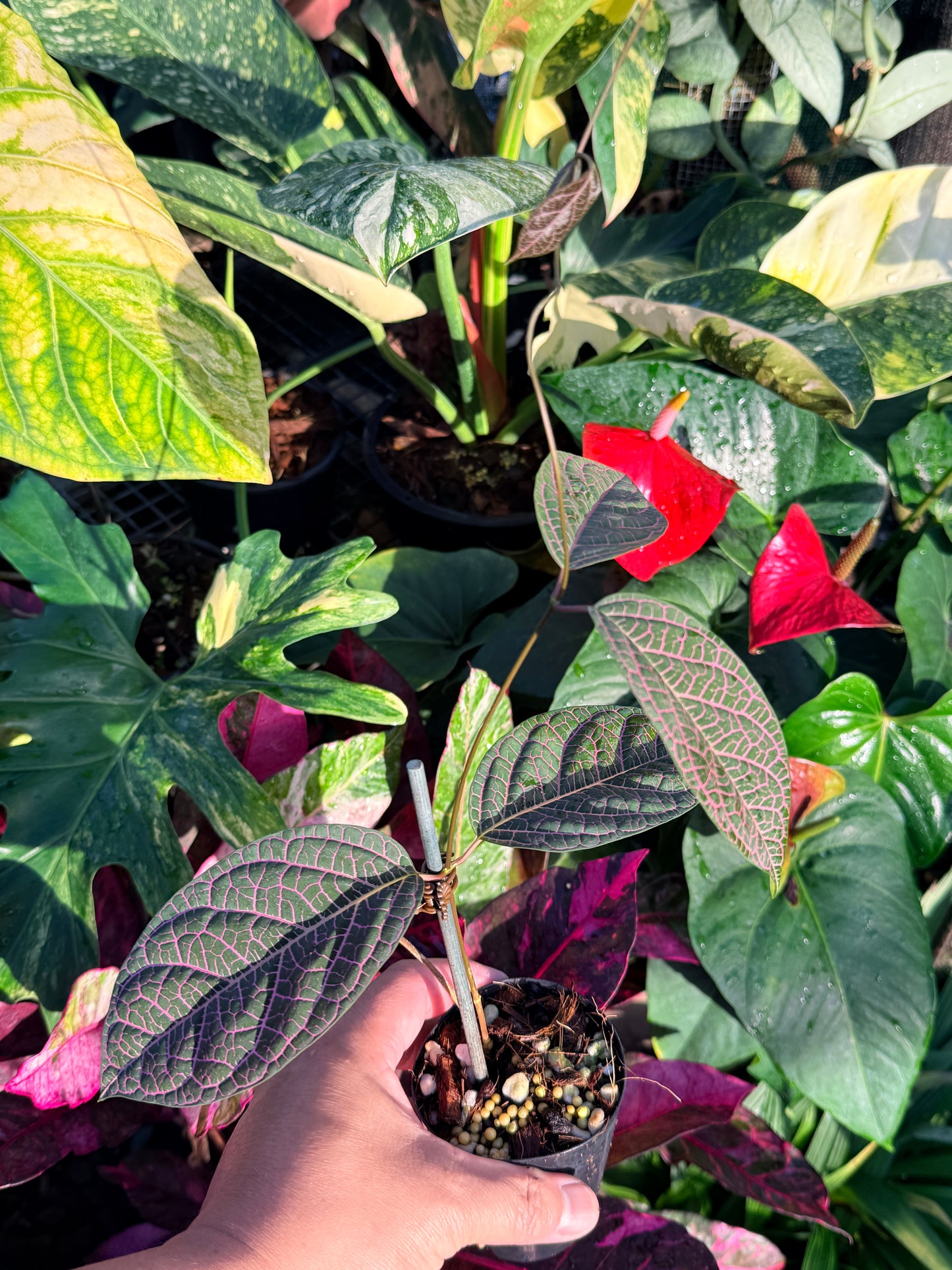 Prestonia Quinquangularis 'Dogbane' N36