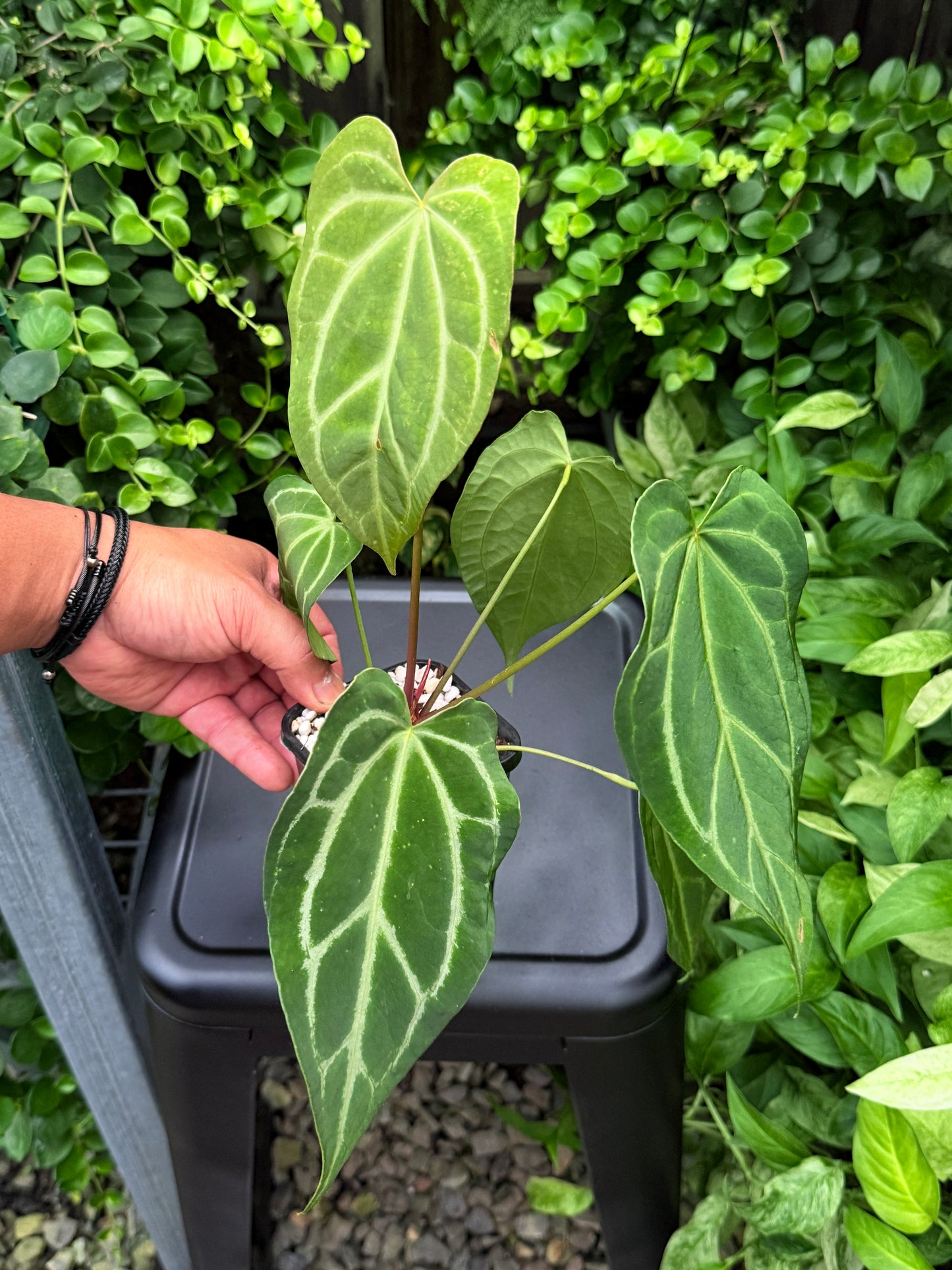 Anthurium Hybrid I59