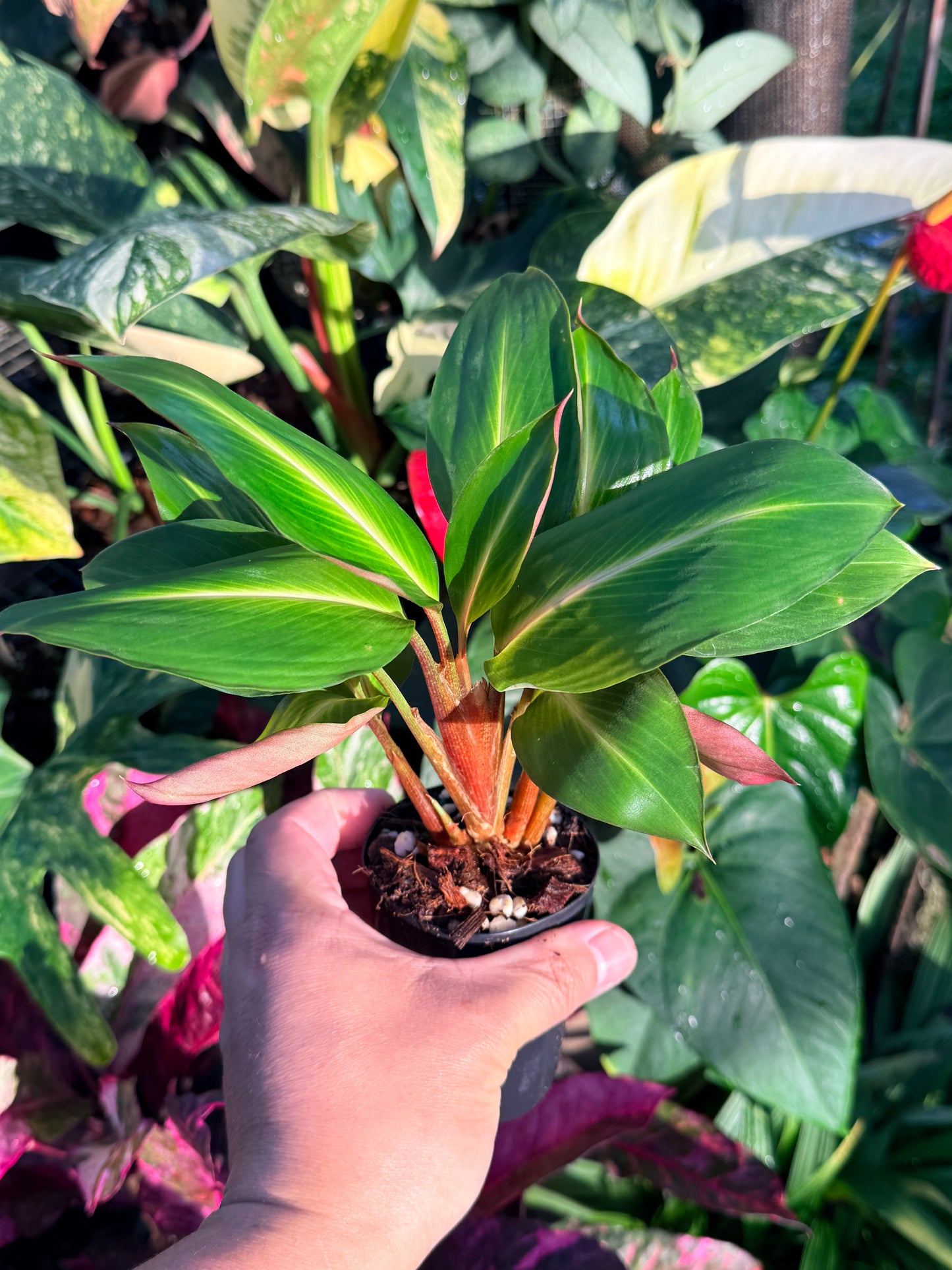 Boesenbergia aurantiaca 'Ornamental Ginger Orange Flowers' N35