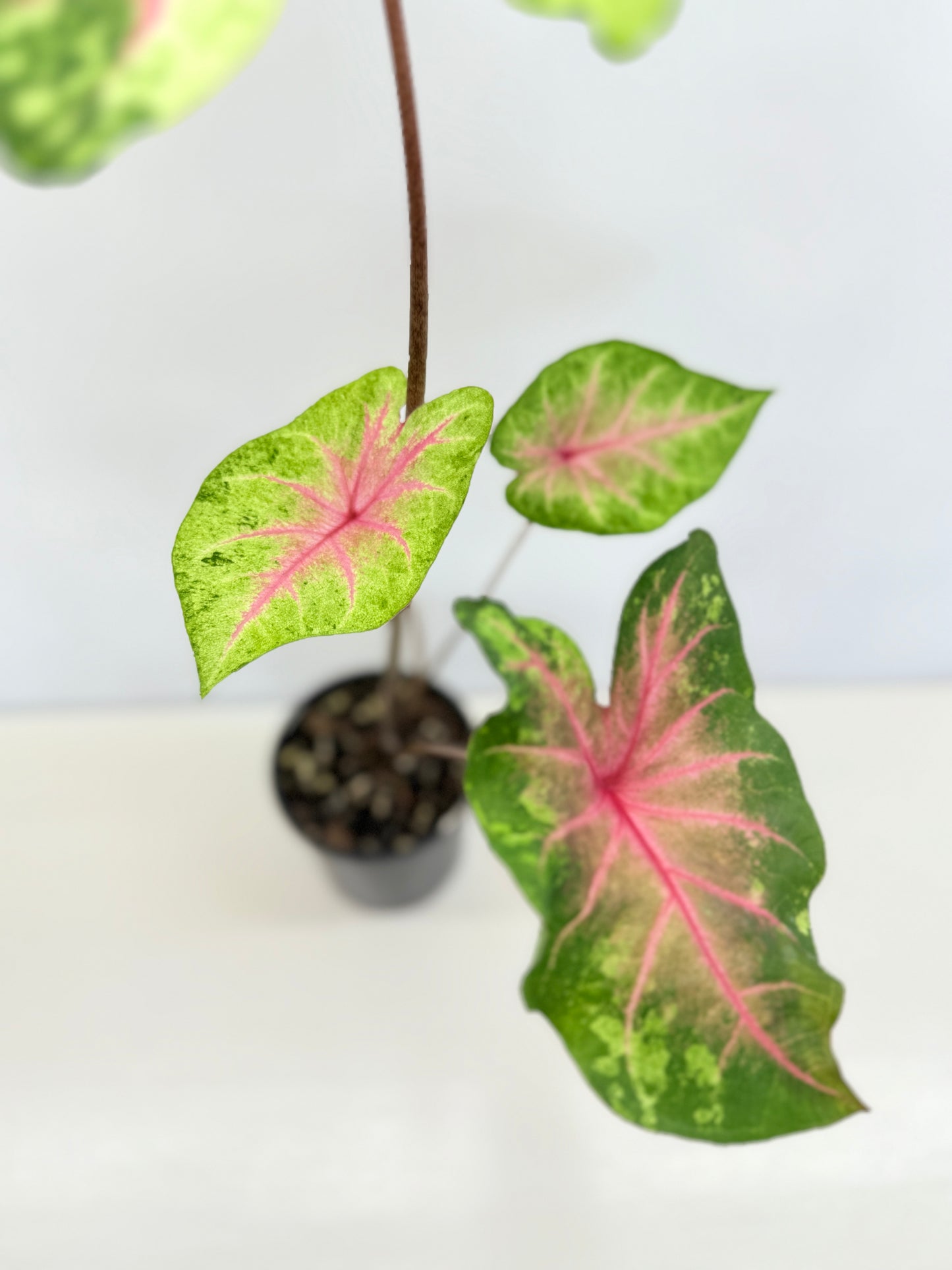 Caladium Hybrid D34