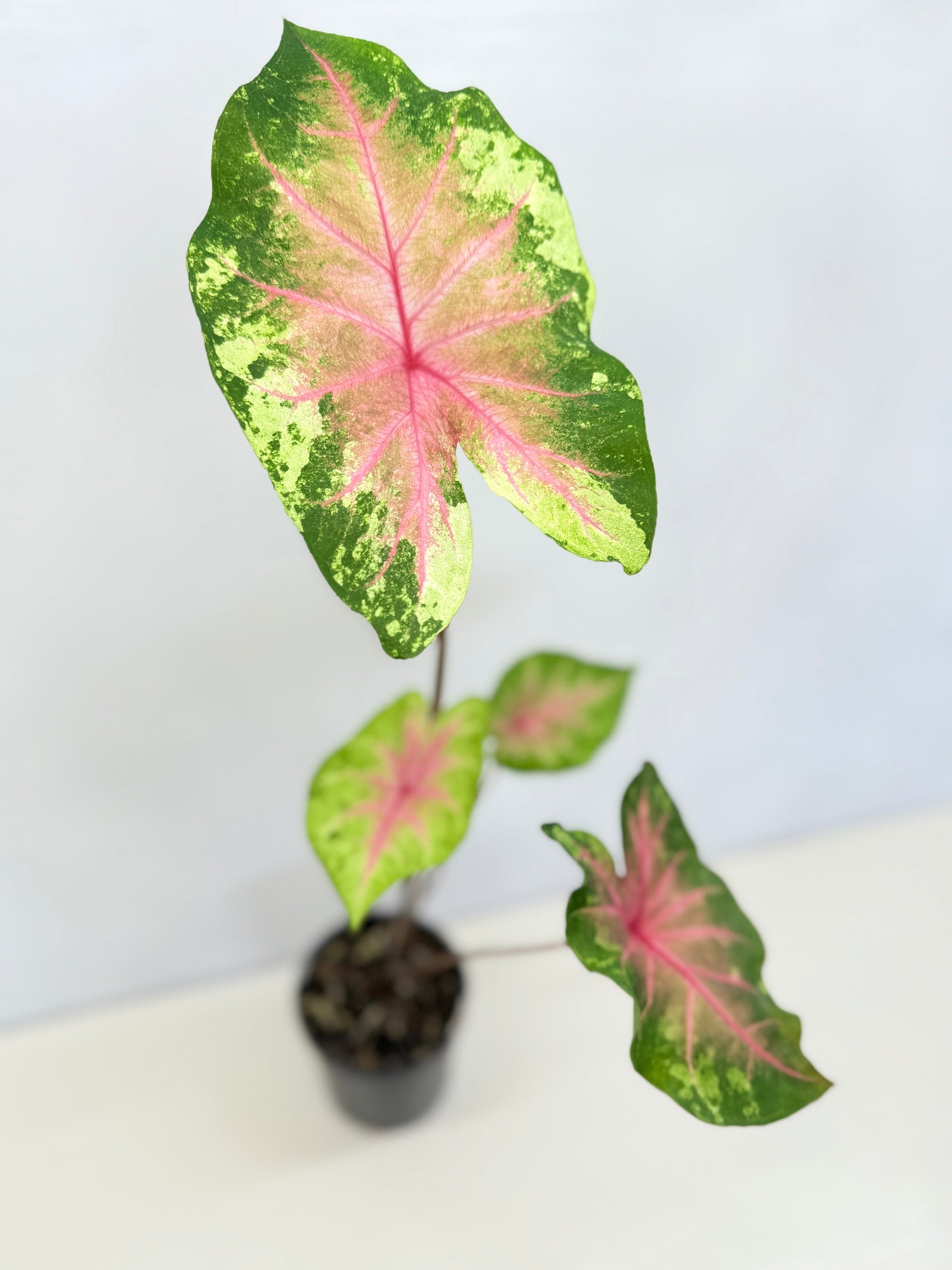 Caladium Hybrid D34