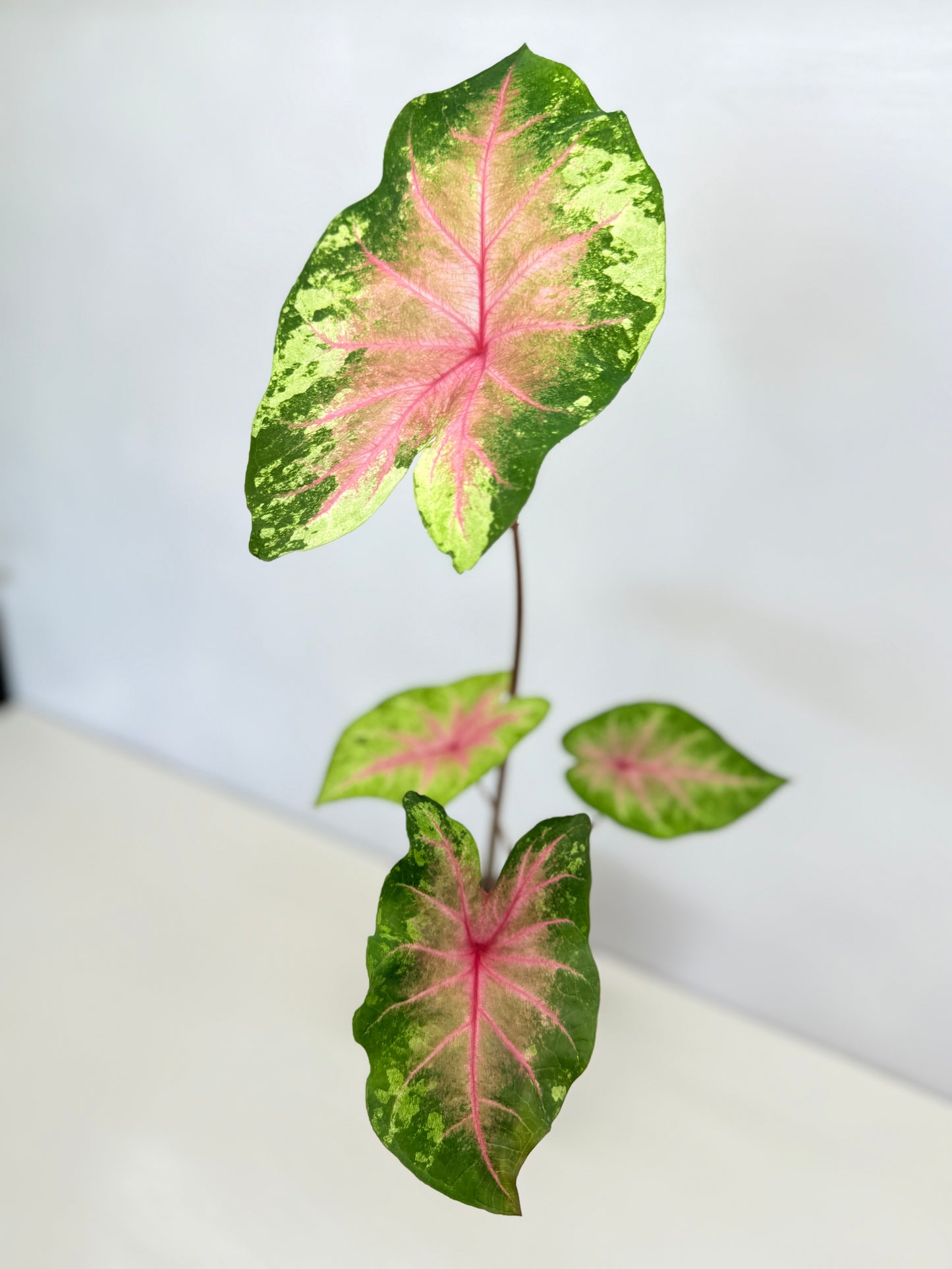 Caladium Hybrid D34