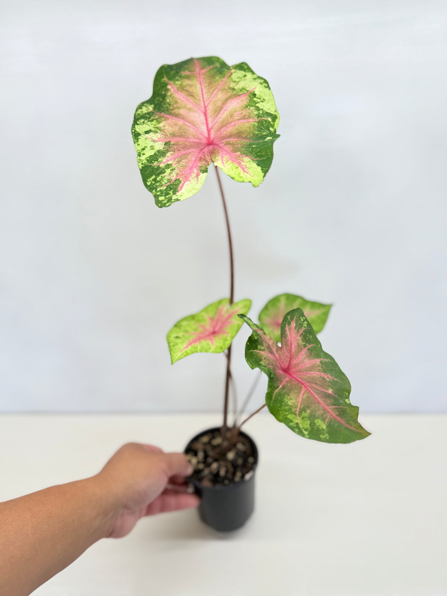 Caladium Hybrid D34